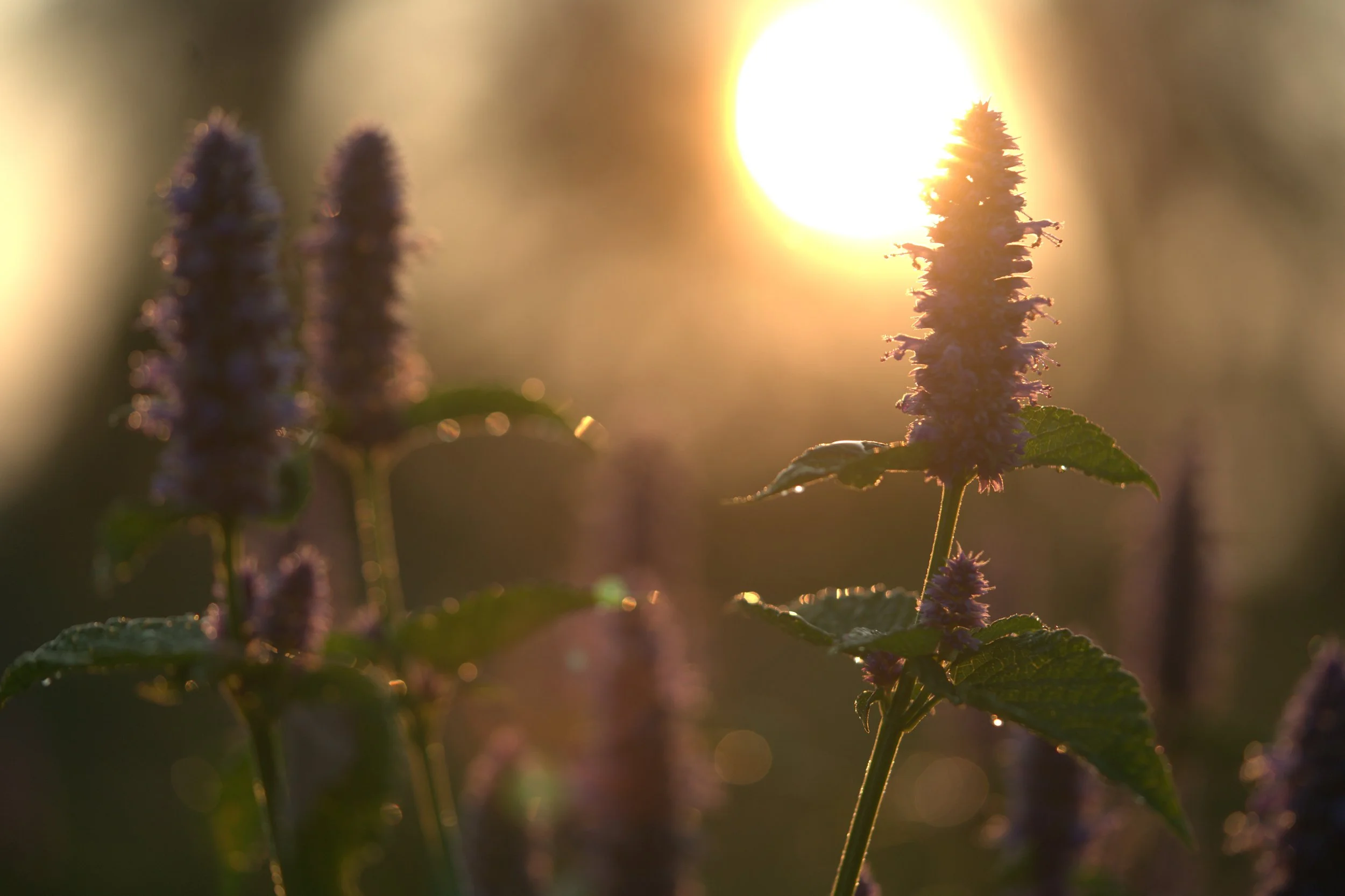 ABOUT MEDICINAL HERBS