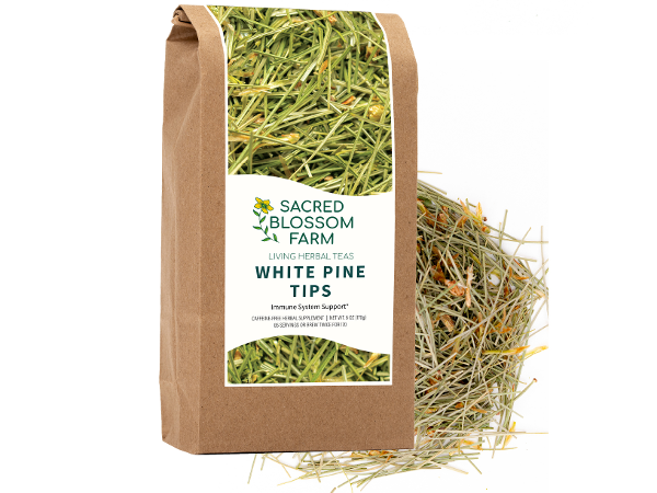 White Pine Needle Tea