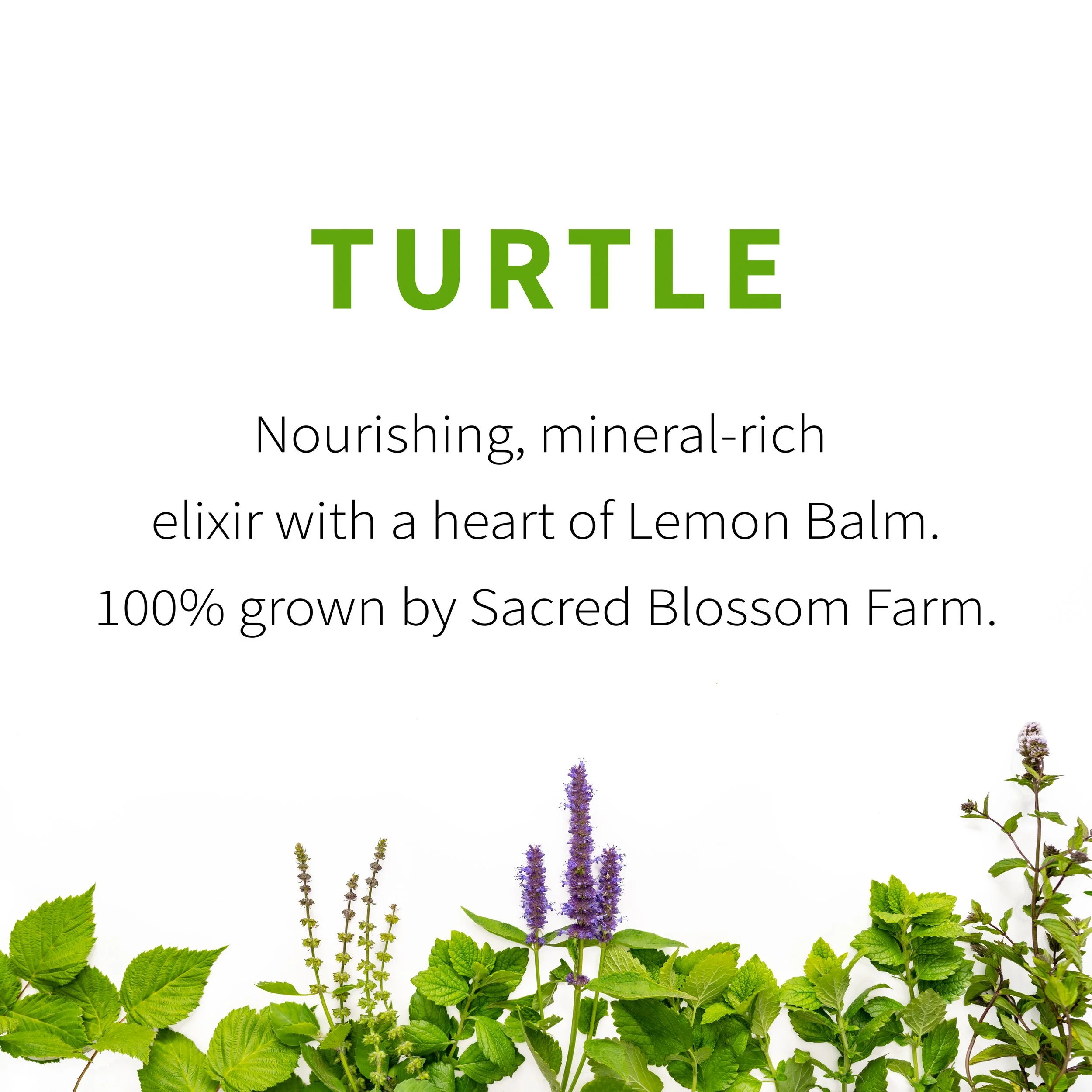 2_Turtle Flavor.jpg