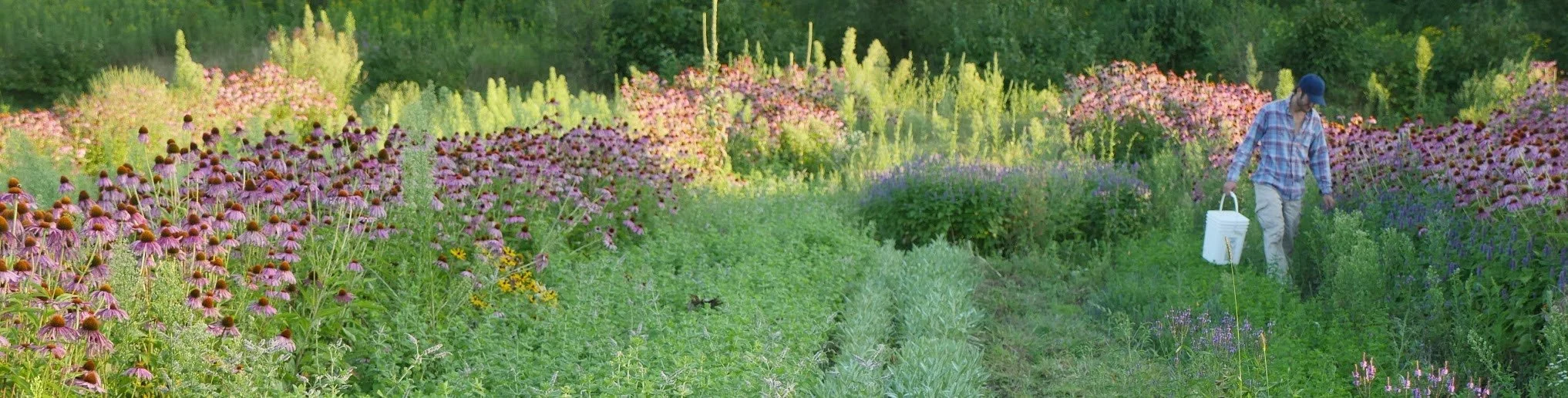 Echinacea Field 2 (1).jpg
