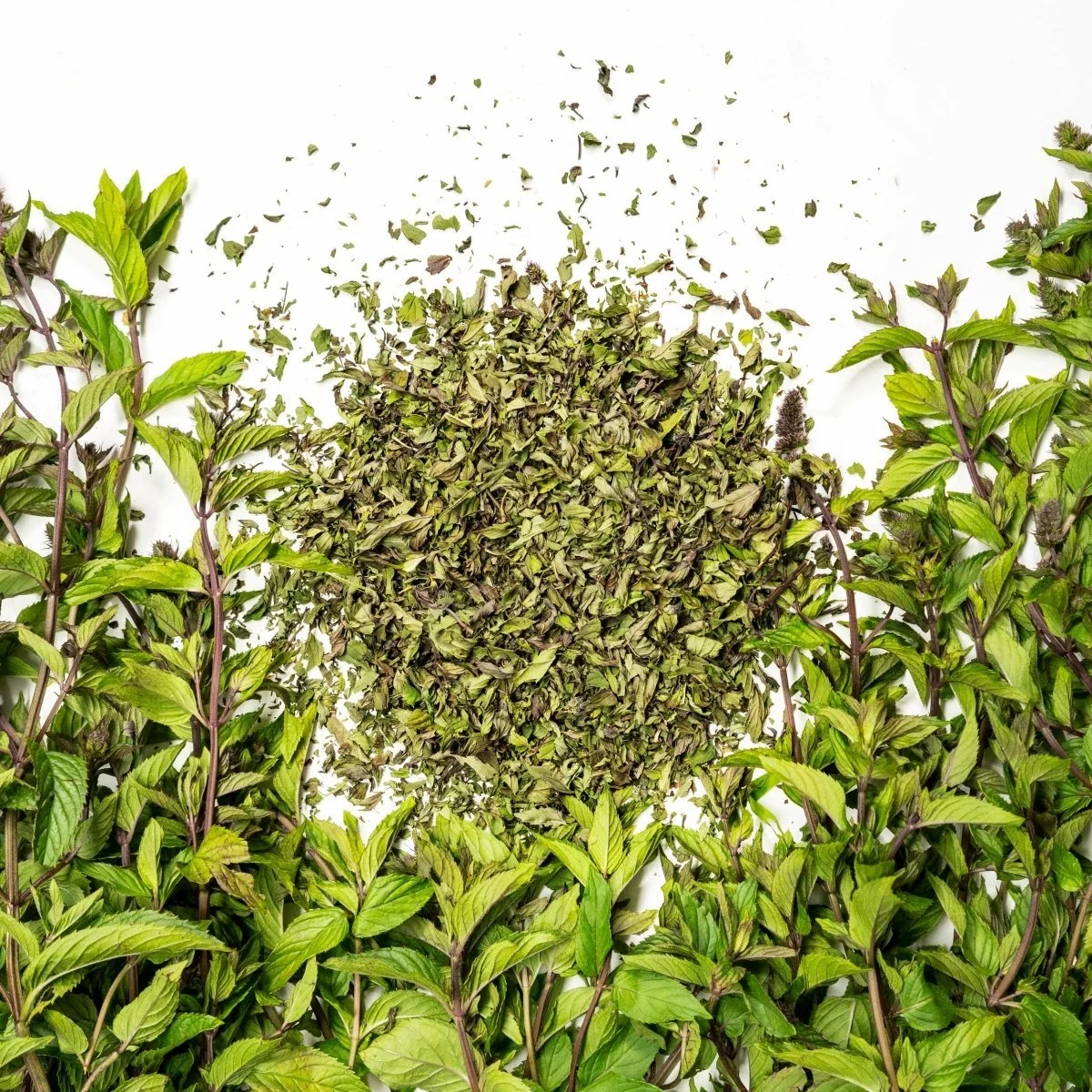 We capture the living quality of the chocolate peppermint in our dried peppermint tea.