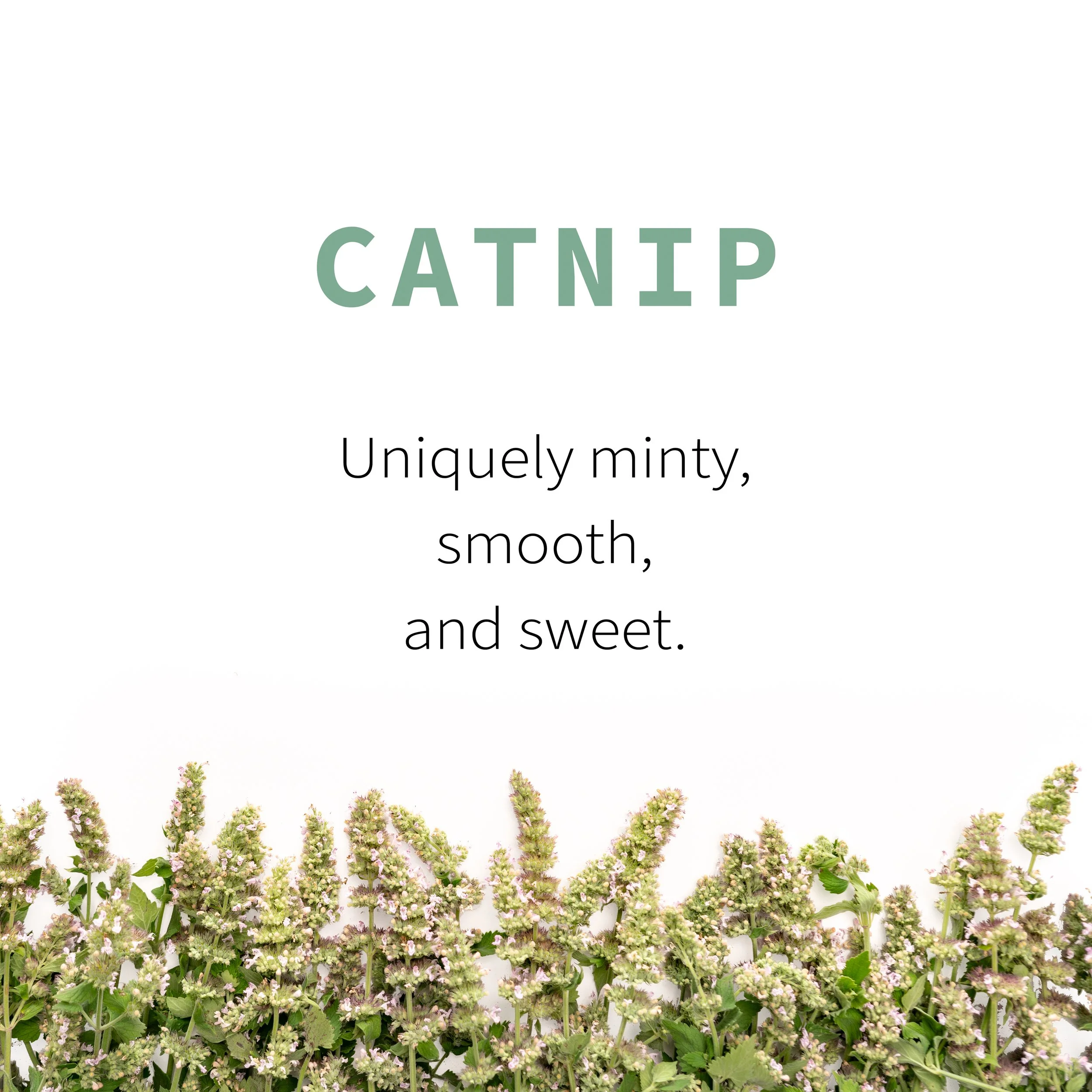 2_Catnip Flavor.jpg