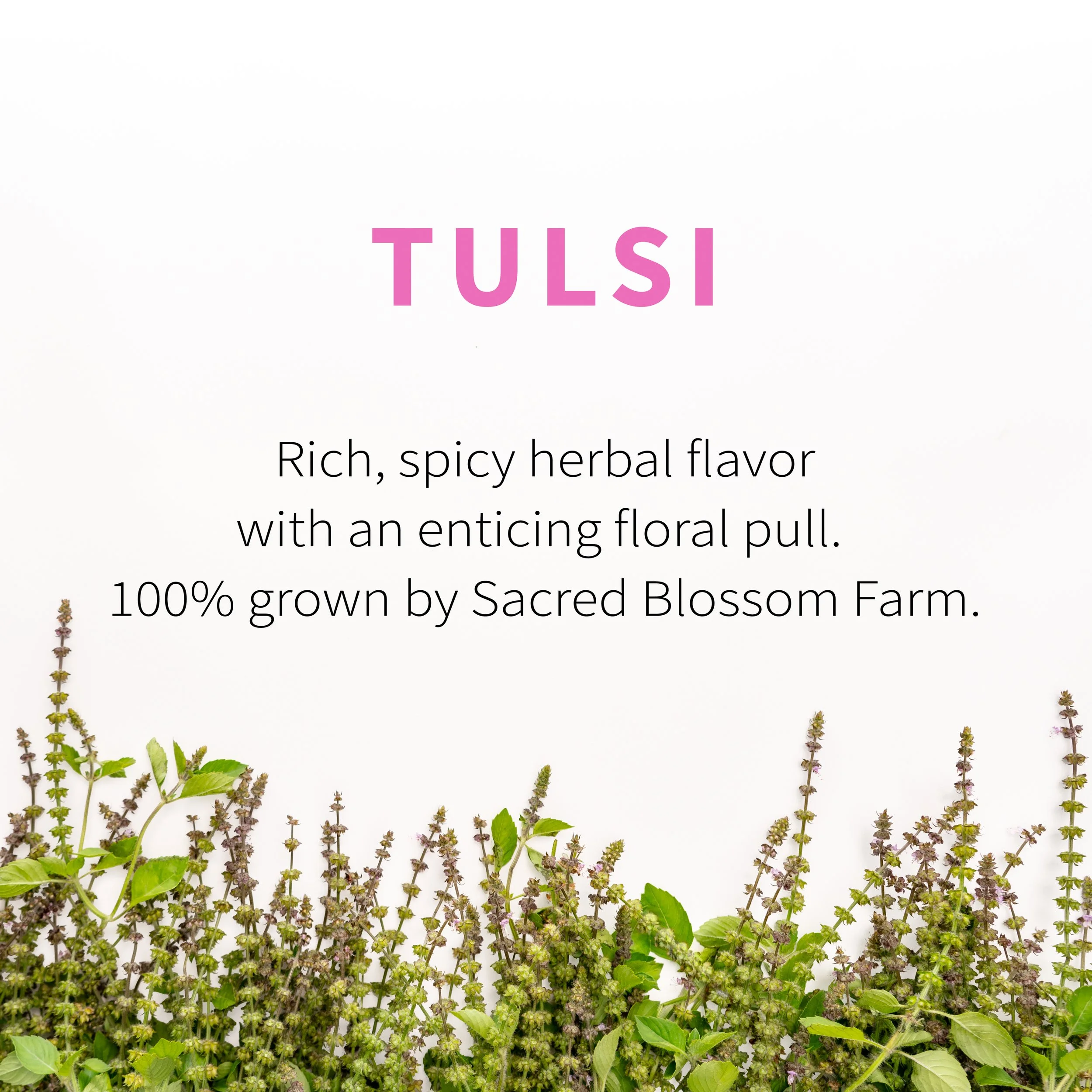 2_Tulsi Flavor.jpg