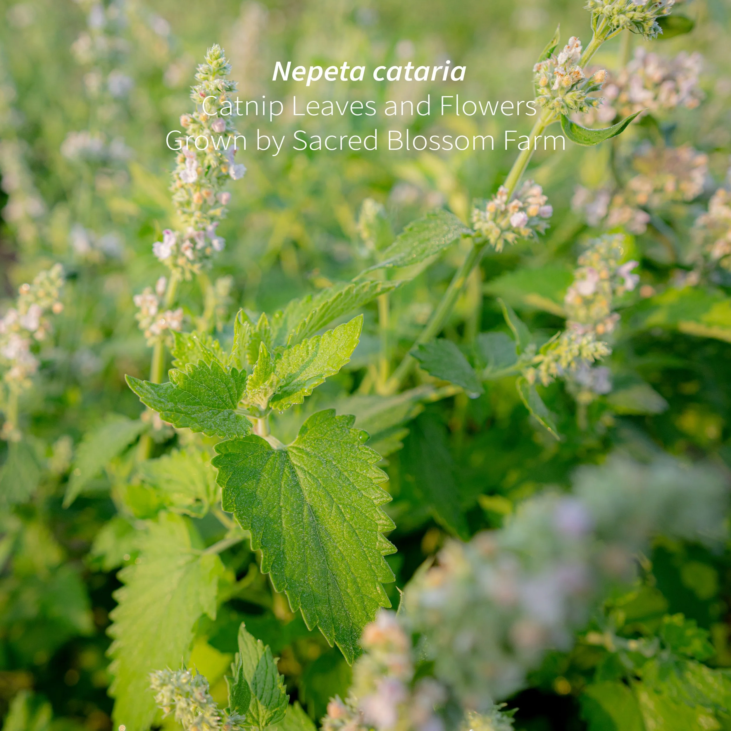 4_Catnip Field Macro I.jpg