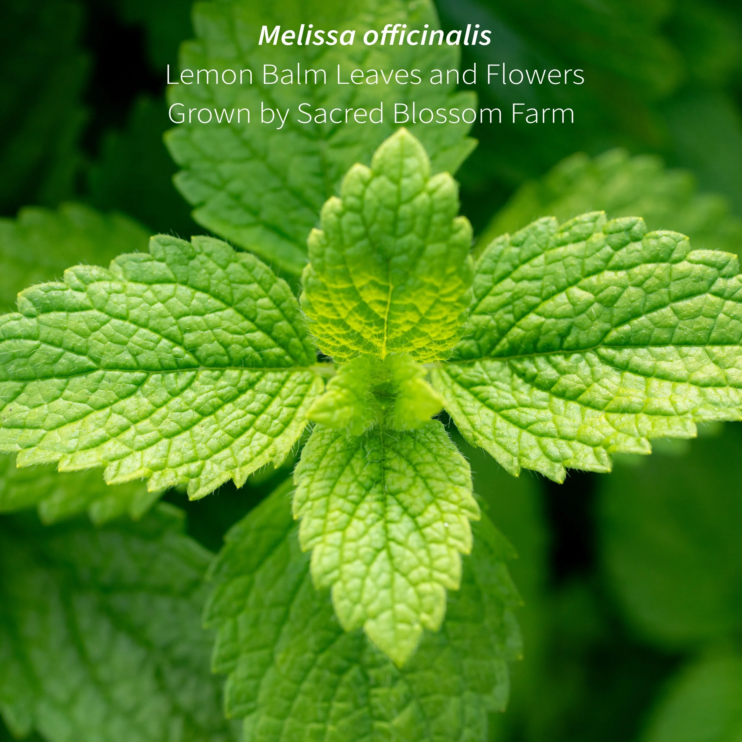 4_Lemon Balm Field Macro I.jpg