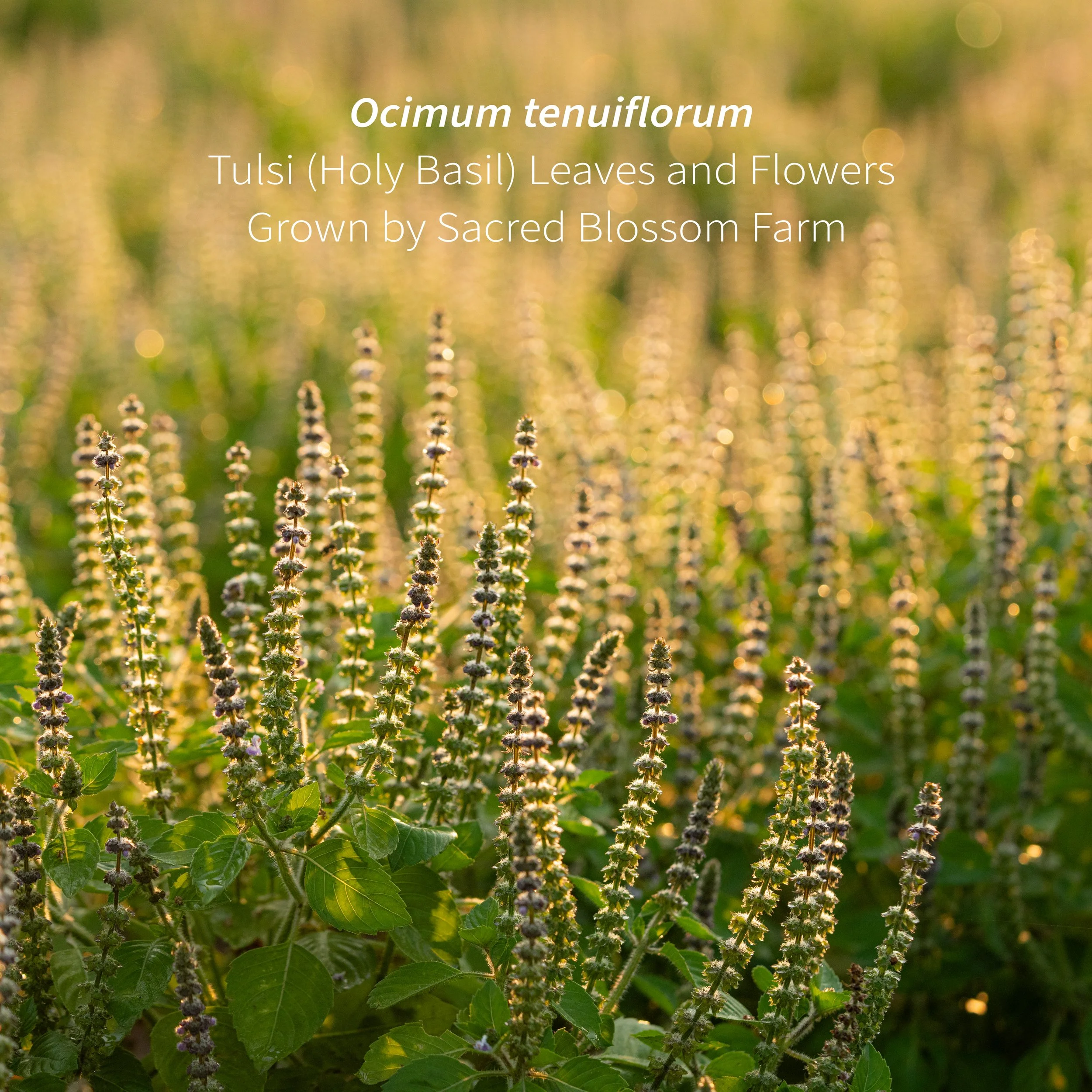 5_Tulsi Field Macro.jpg