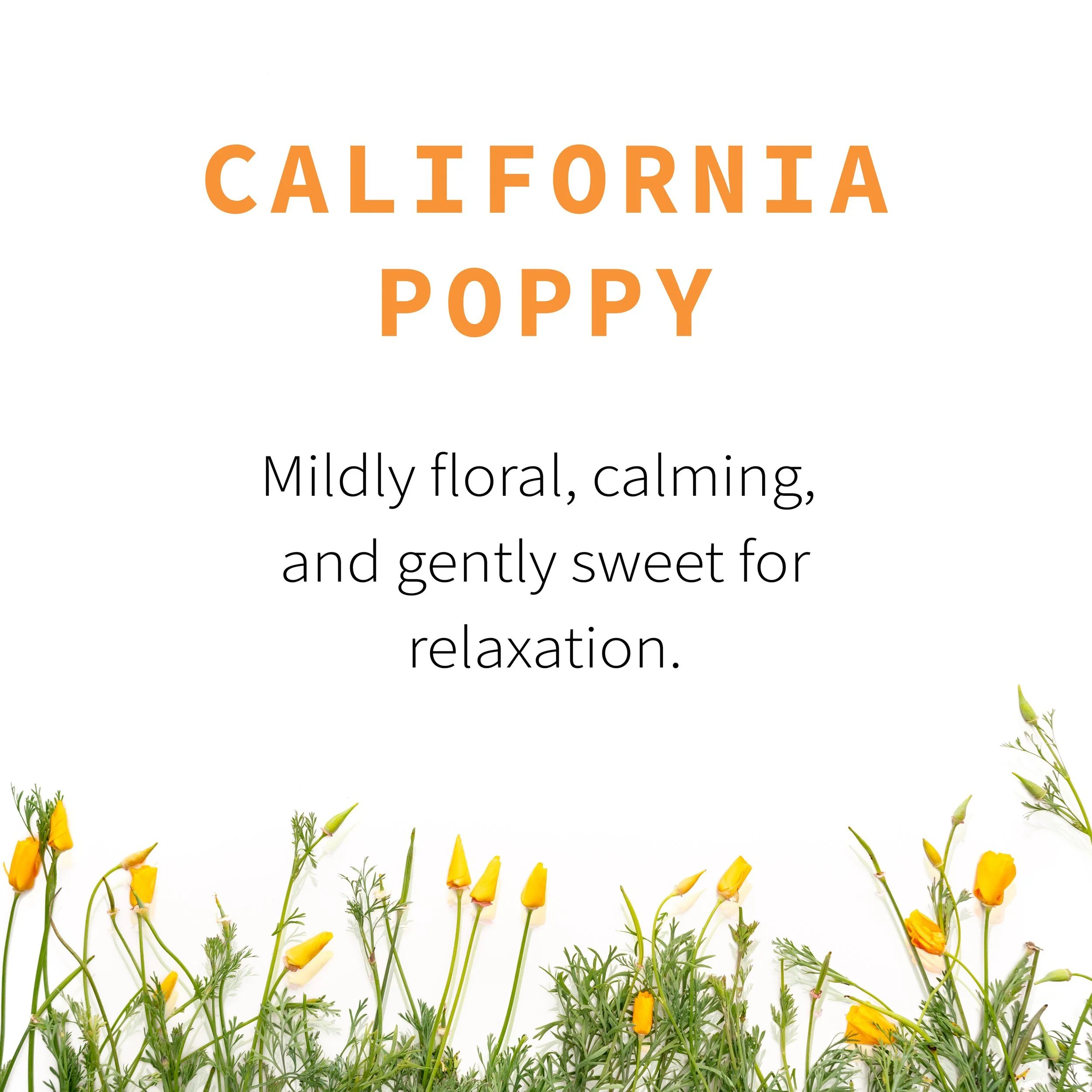 2_California Poppy Flavor.jpg