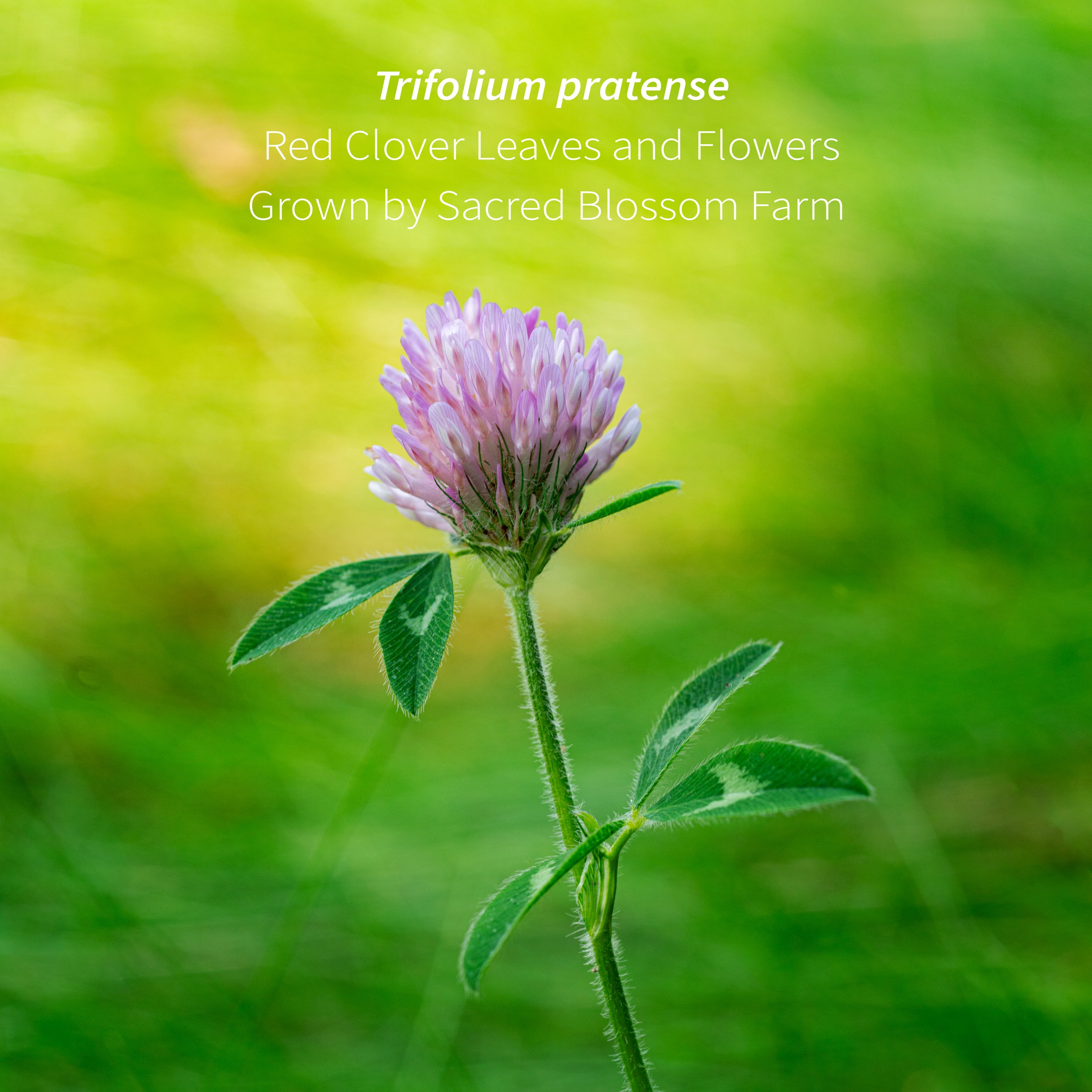 4_Red Clover Field Macro 2.jpg