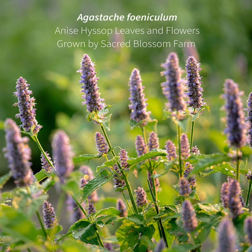 Anise Hyssop, 5.8 oz.  Sacred Blossom Farm