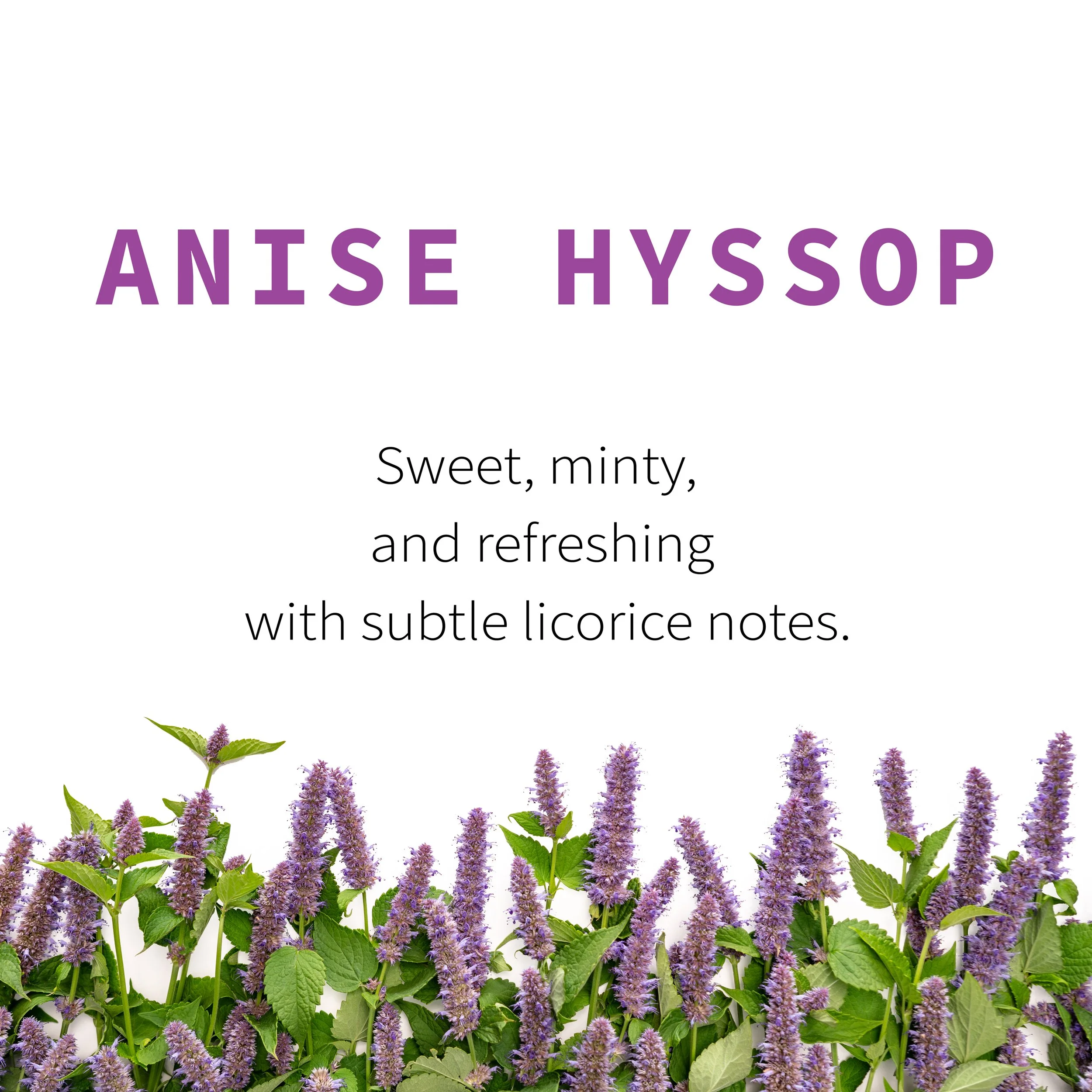 2_Anise Hyssop Flavor.jpg