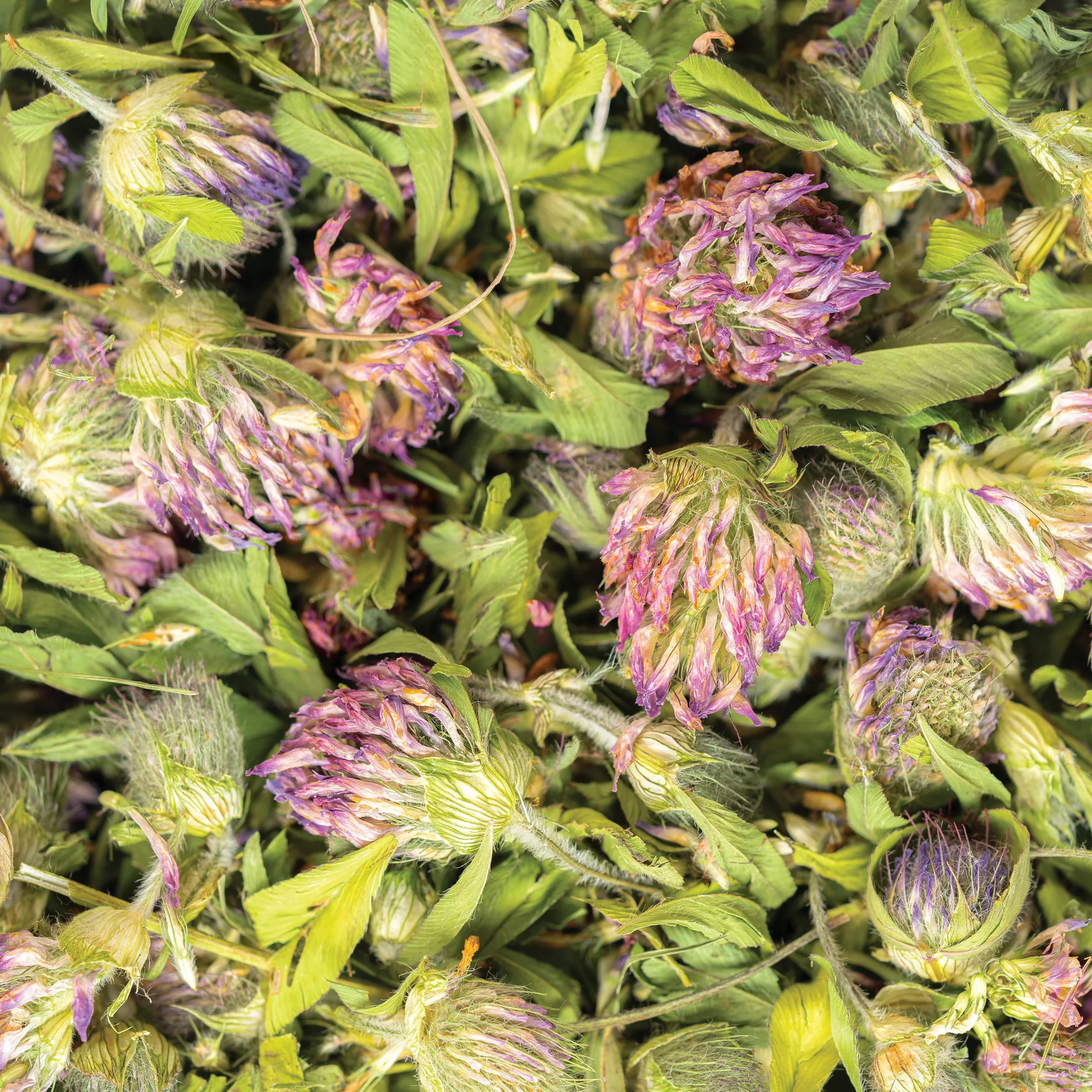 5_Red Clover_Bulk Label Macro.jpg
