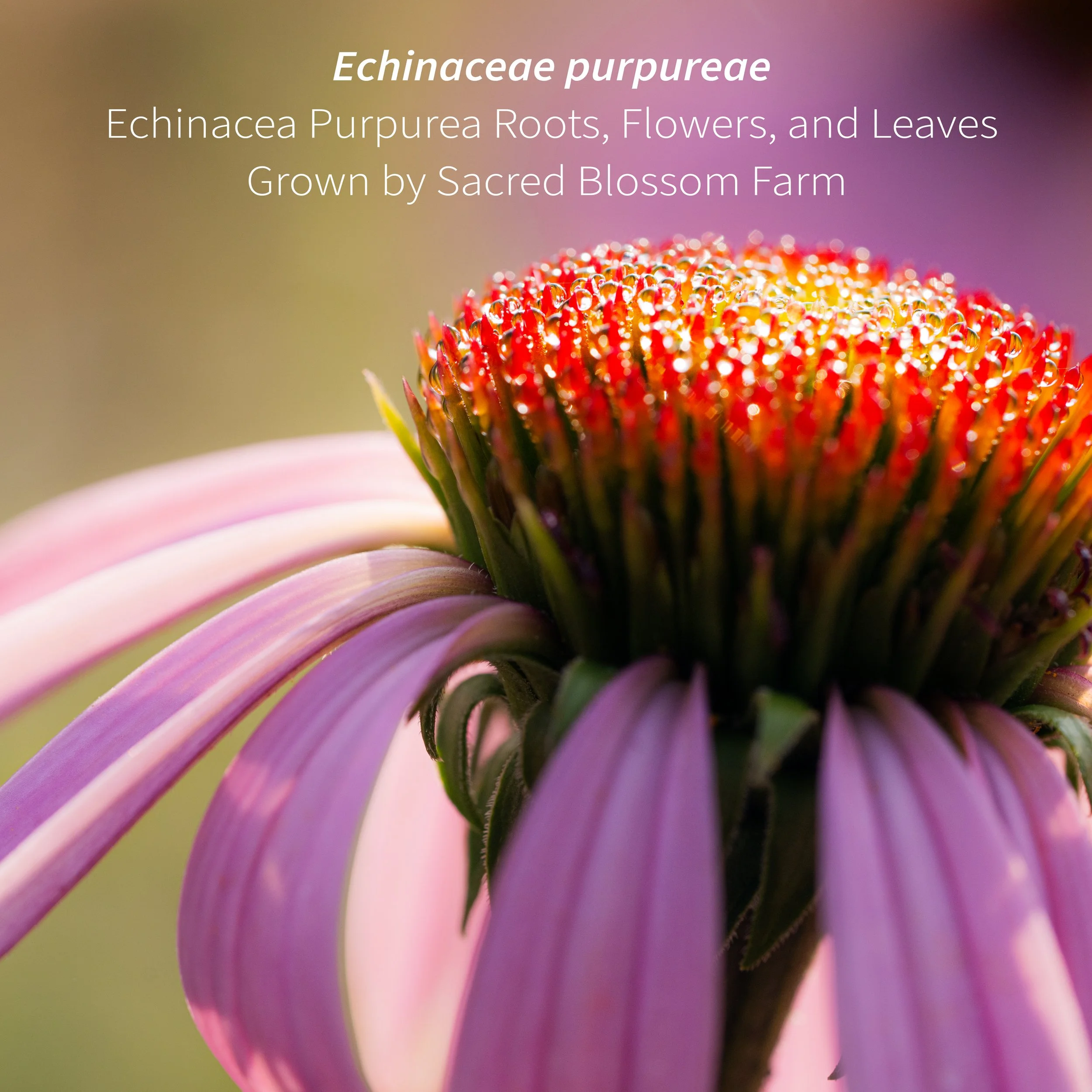 4_Echinacea Field Portrait.jpg