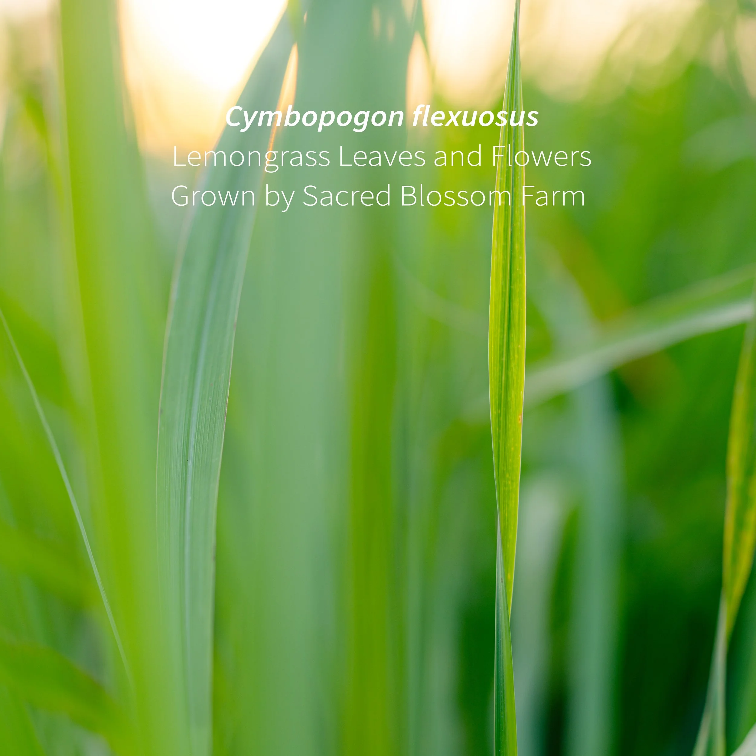 4_Lemongrass Field Macro I.jpg