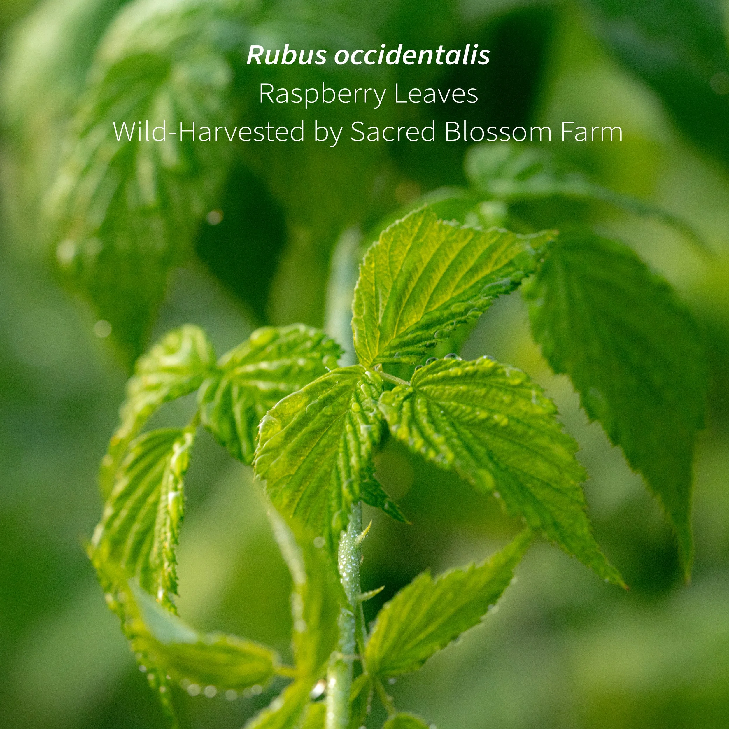 4_Raspberry Field Macro II.jpg