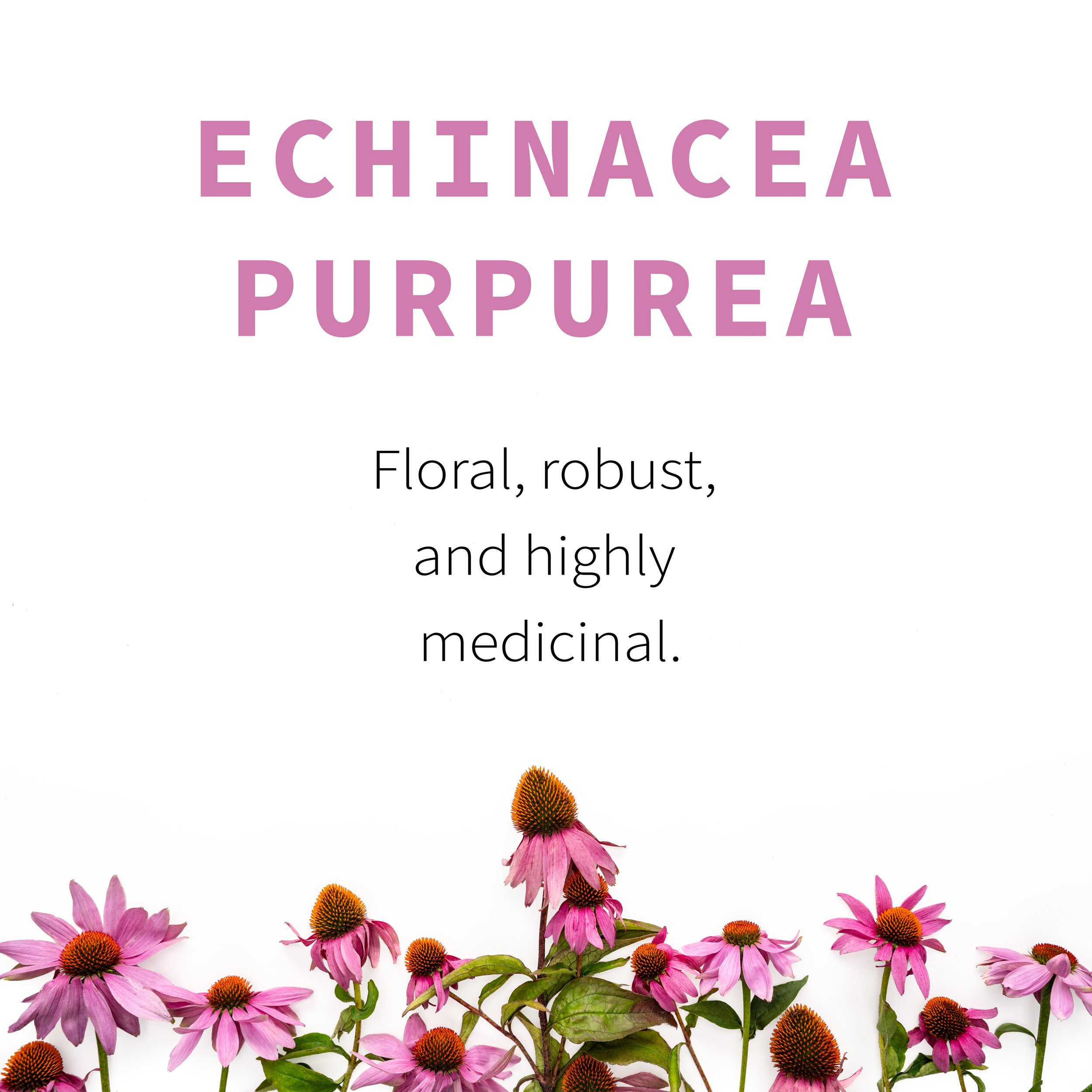 2_Echinacea Flavor.jpg