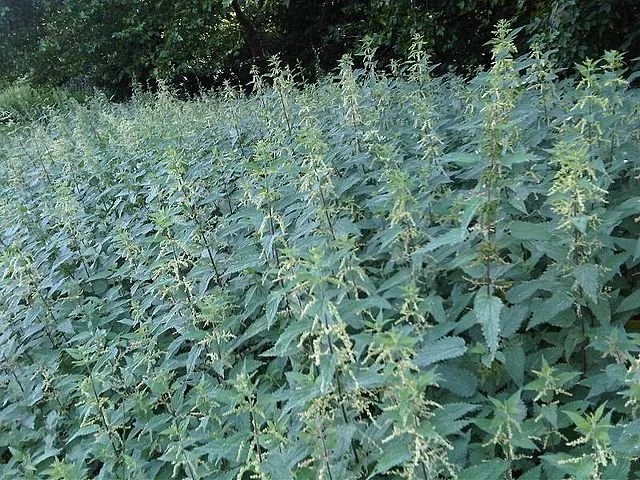 Benefits, Uses, and Growing Nettle — Sacred Blossom Farm