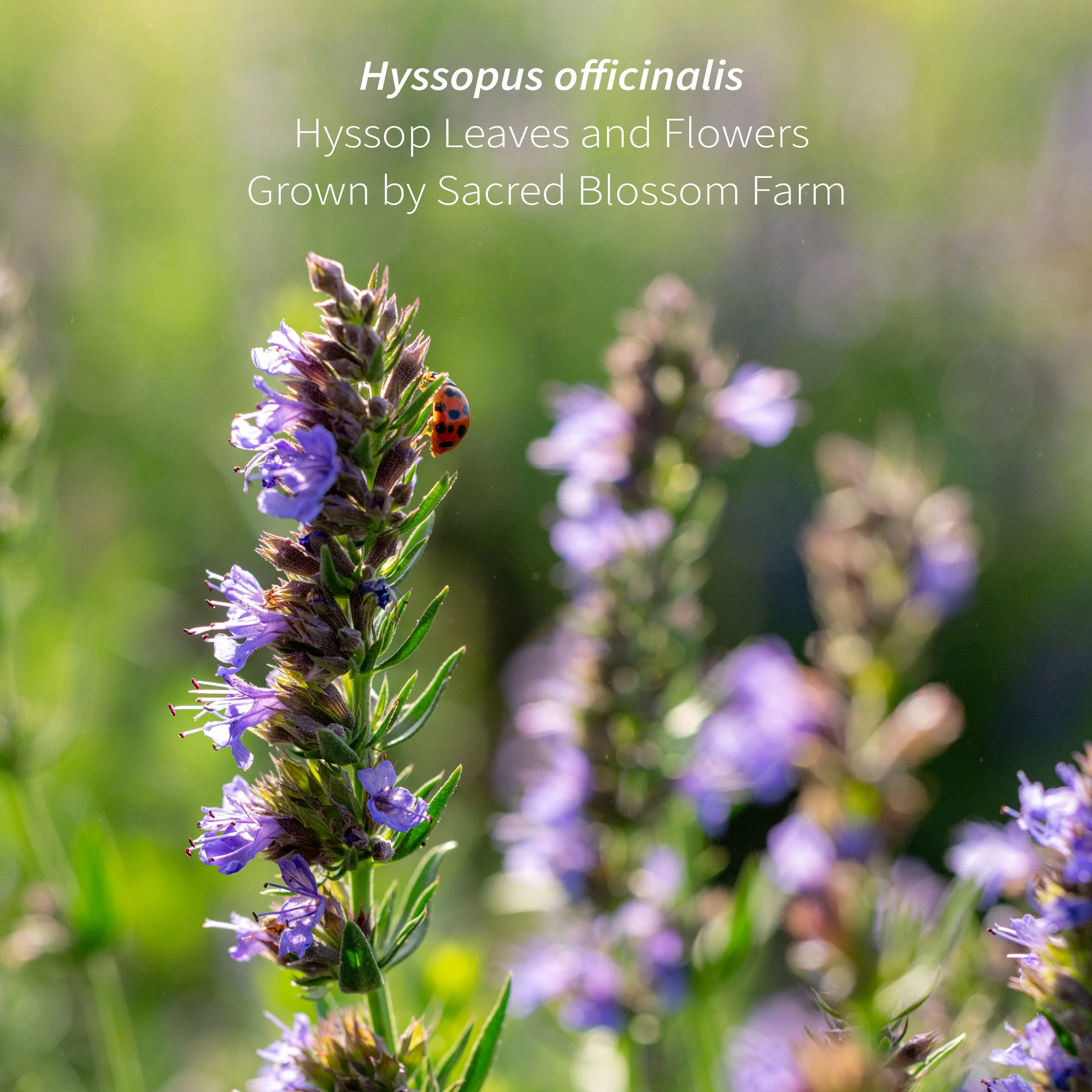 4_Hyssop Field Macro.jpg