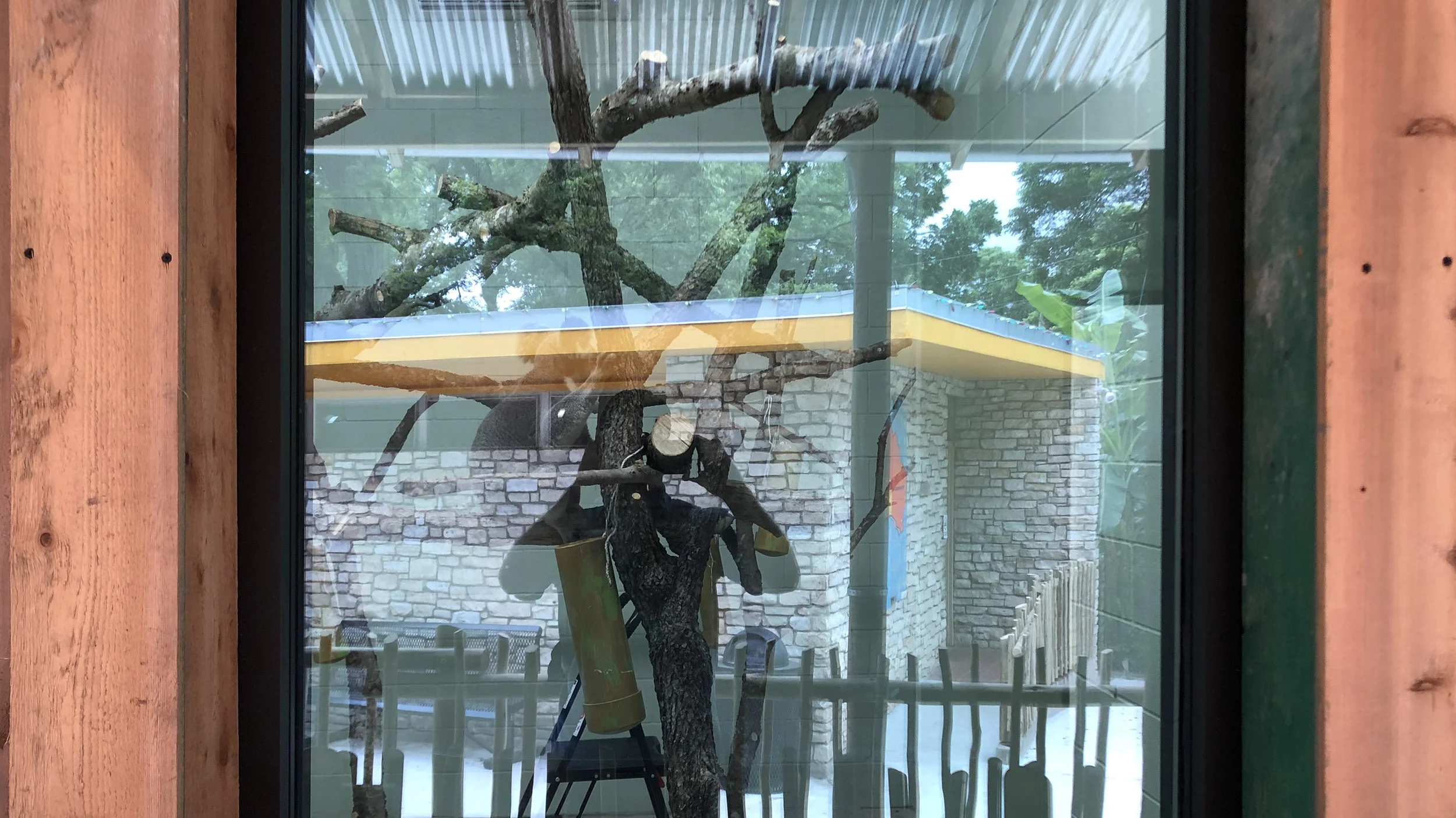 Koala Glass.jpg