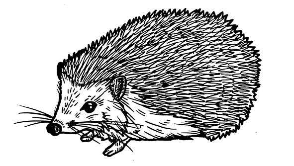 Quercus_Hedgehog_3_small.jpg