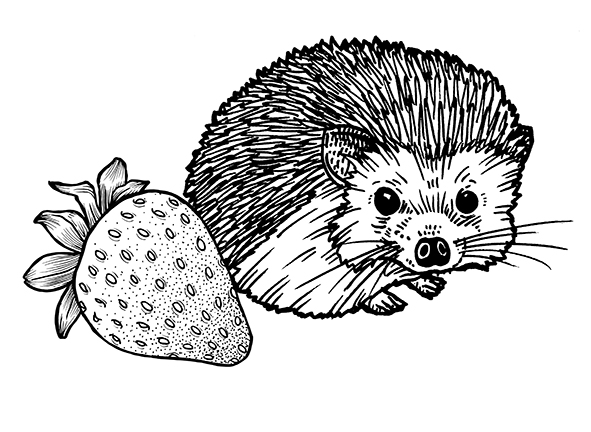 Quercus_Hedgehog_5_Baby_v2_small.jpg