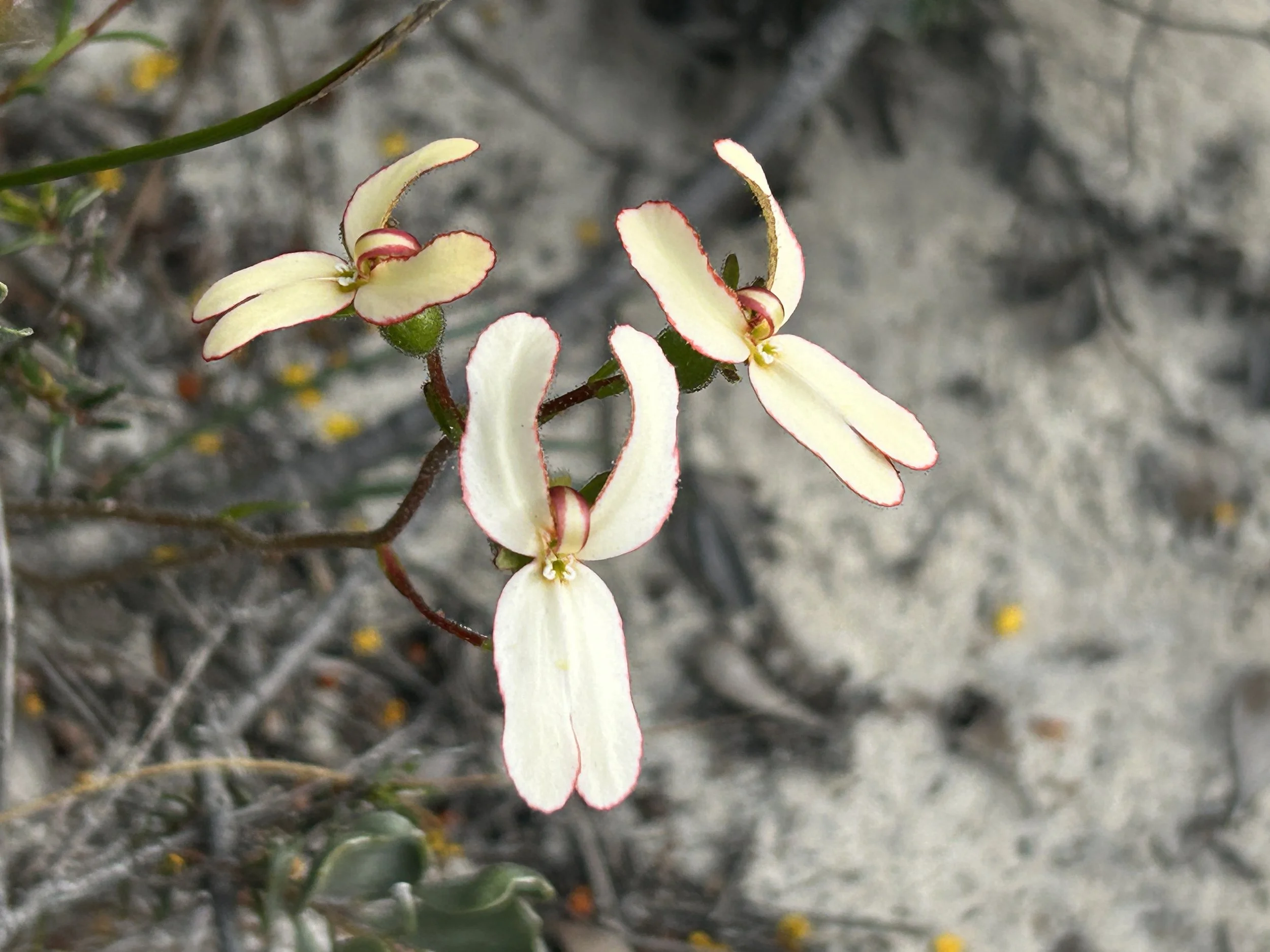 WA WIldflowers 2024 30.JPG