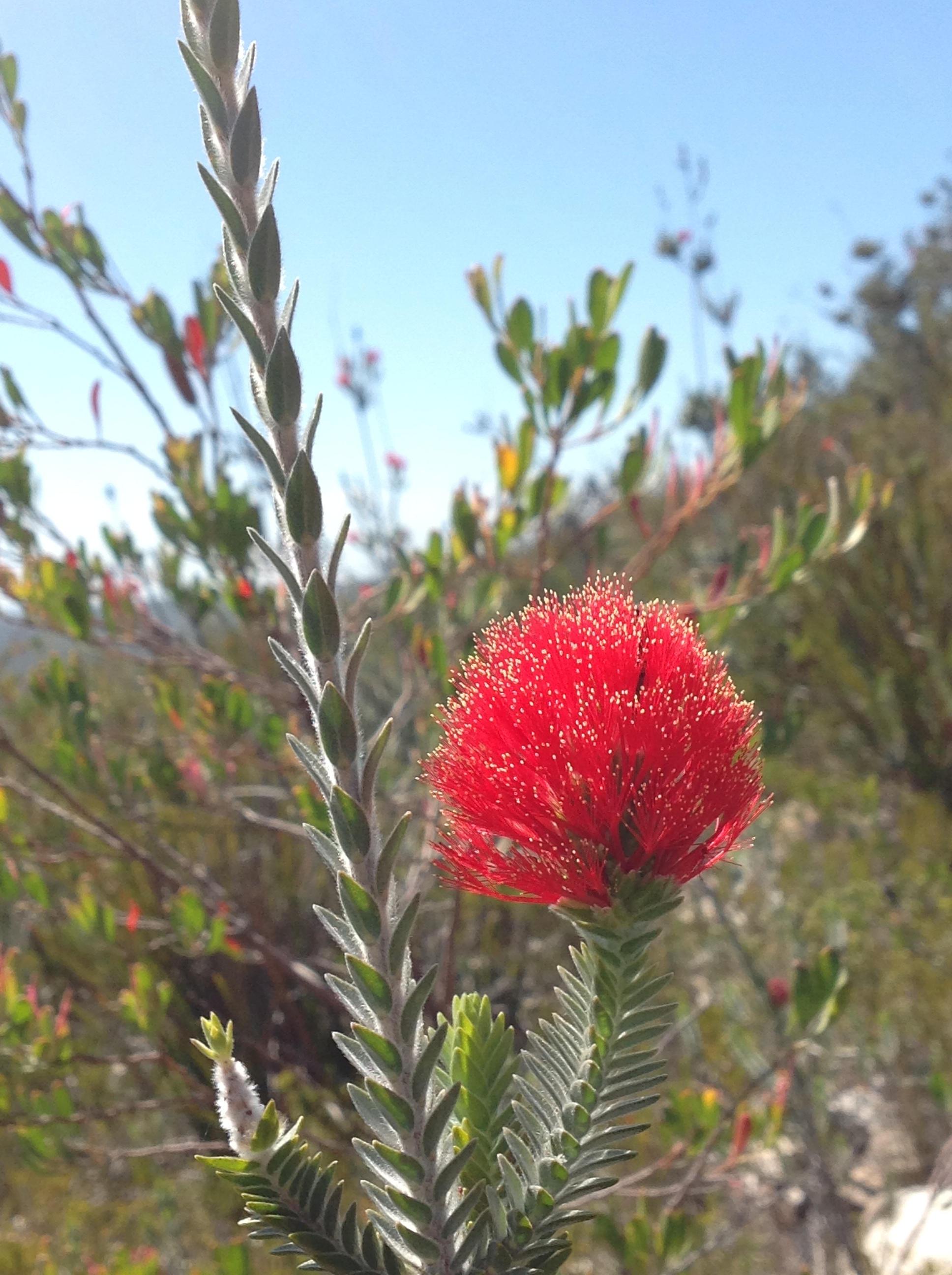 Fitzgerald River National Park Hakea Trail Barren Regelia.JPG