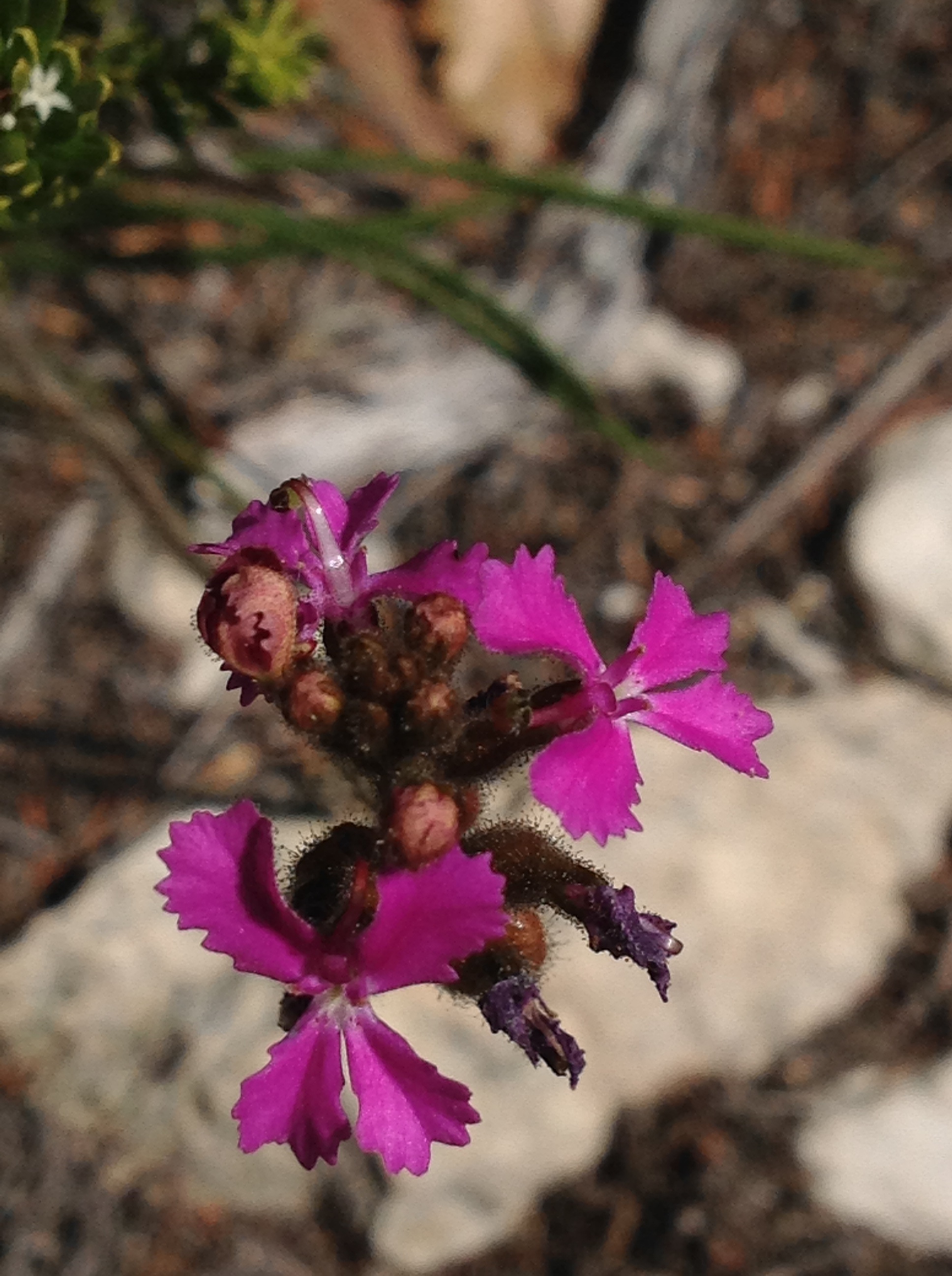 Fitzgerald River National Park Stylidium.JPG