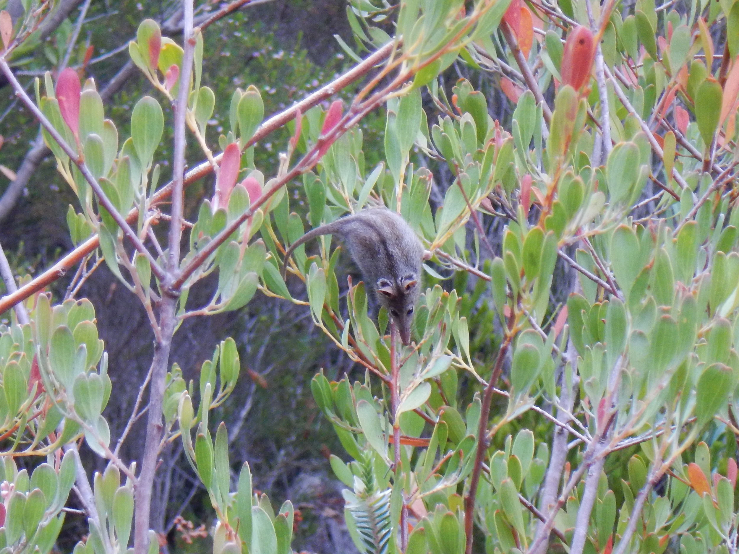 Pygmy Possum - Fitzgerald River National Park. Photo: Donna Livingstone - Edgewalkers Walking Guide