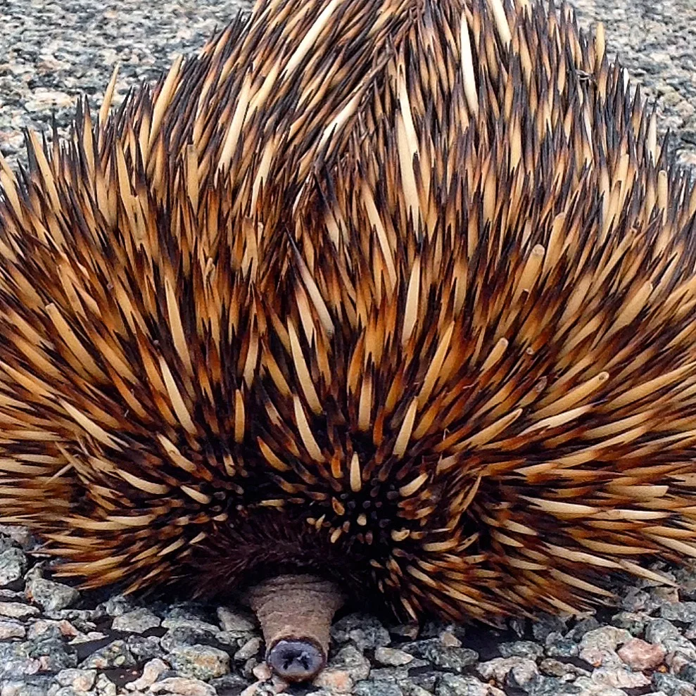 Echidna - Fitzgerald River National Park