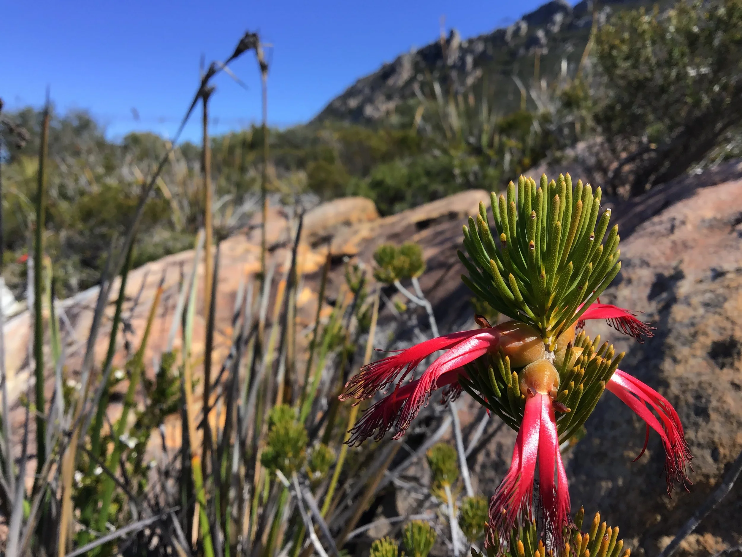 Barren's Clawflowers - East Mt Barren .JPG