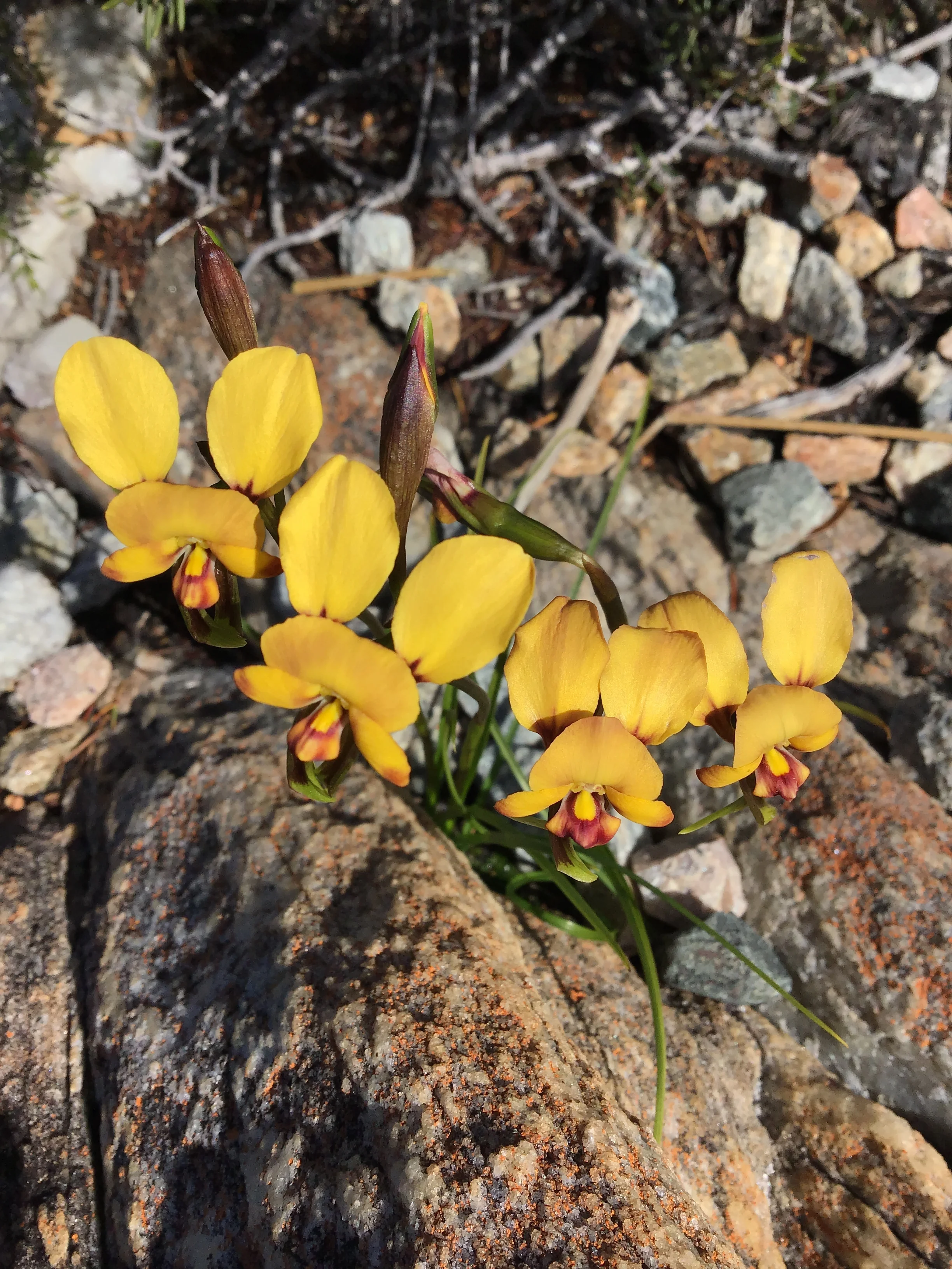 Donkey orchids - Fitzgerald River National Park - Hakea Trail.JPG