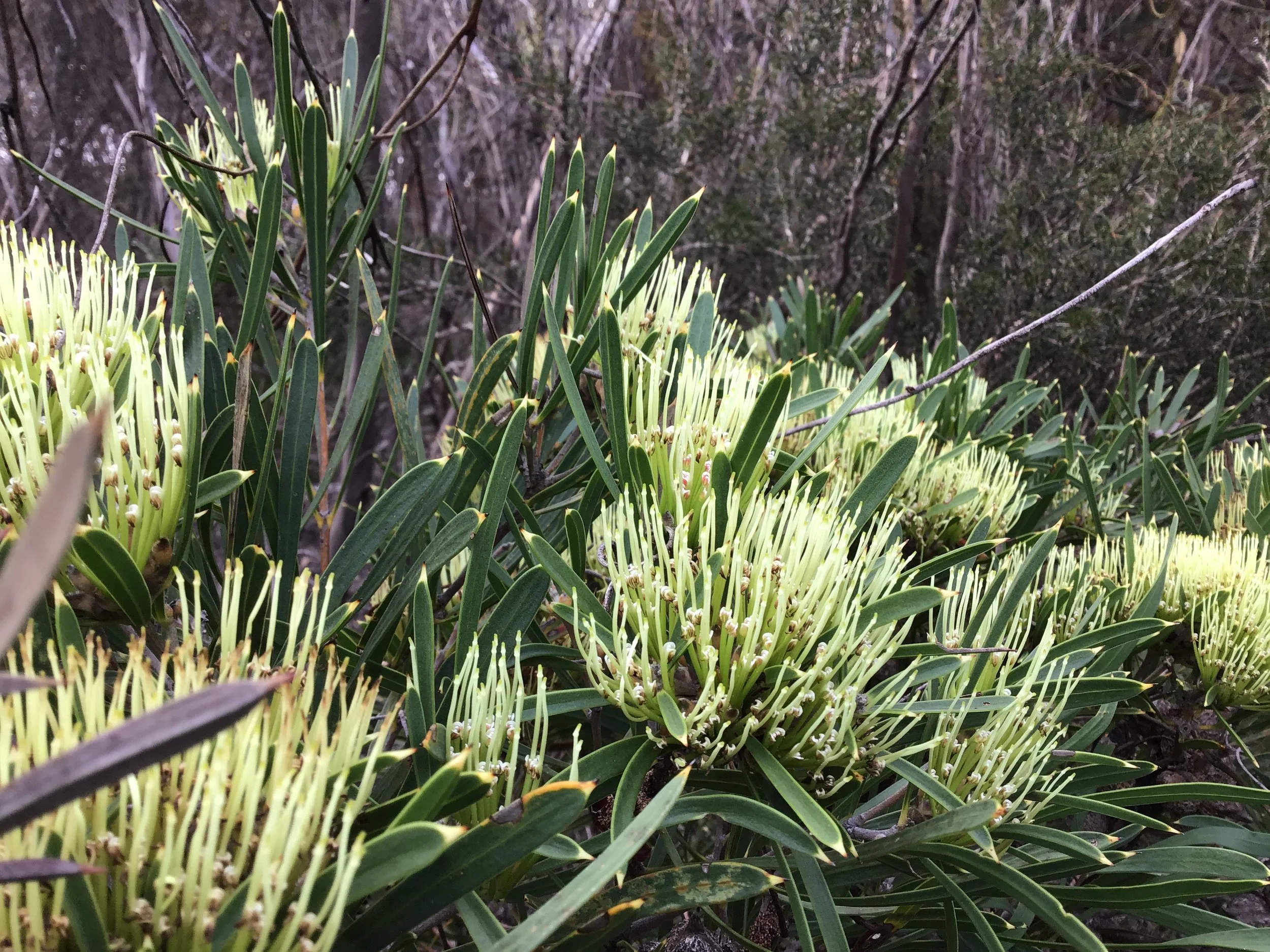 Cauliflower Hakea - Hakea corymbosa.JPG