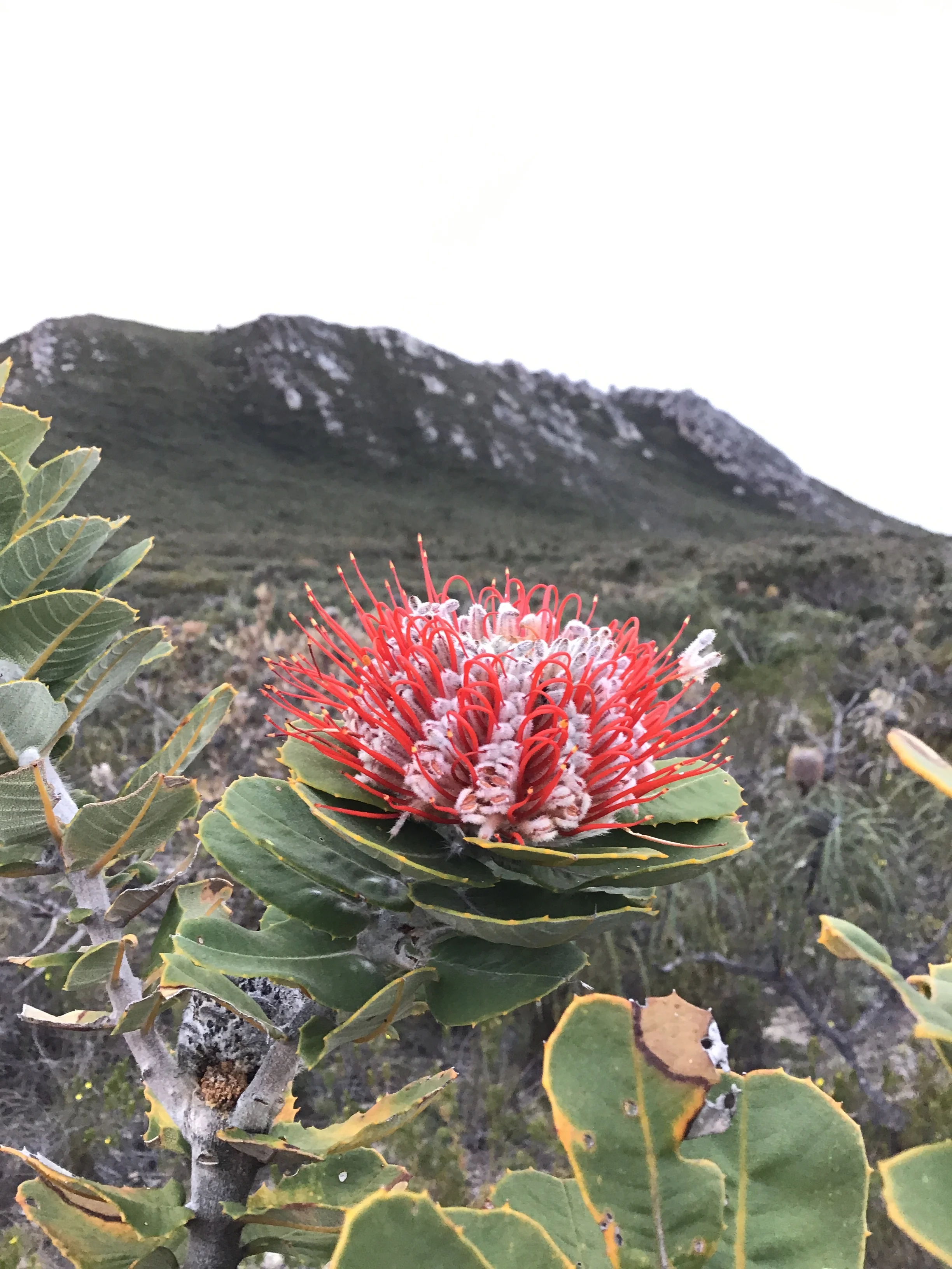 Banksia Coccinea - East Mt Barren.JPG