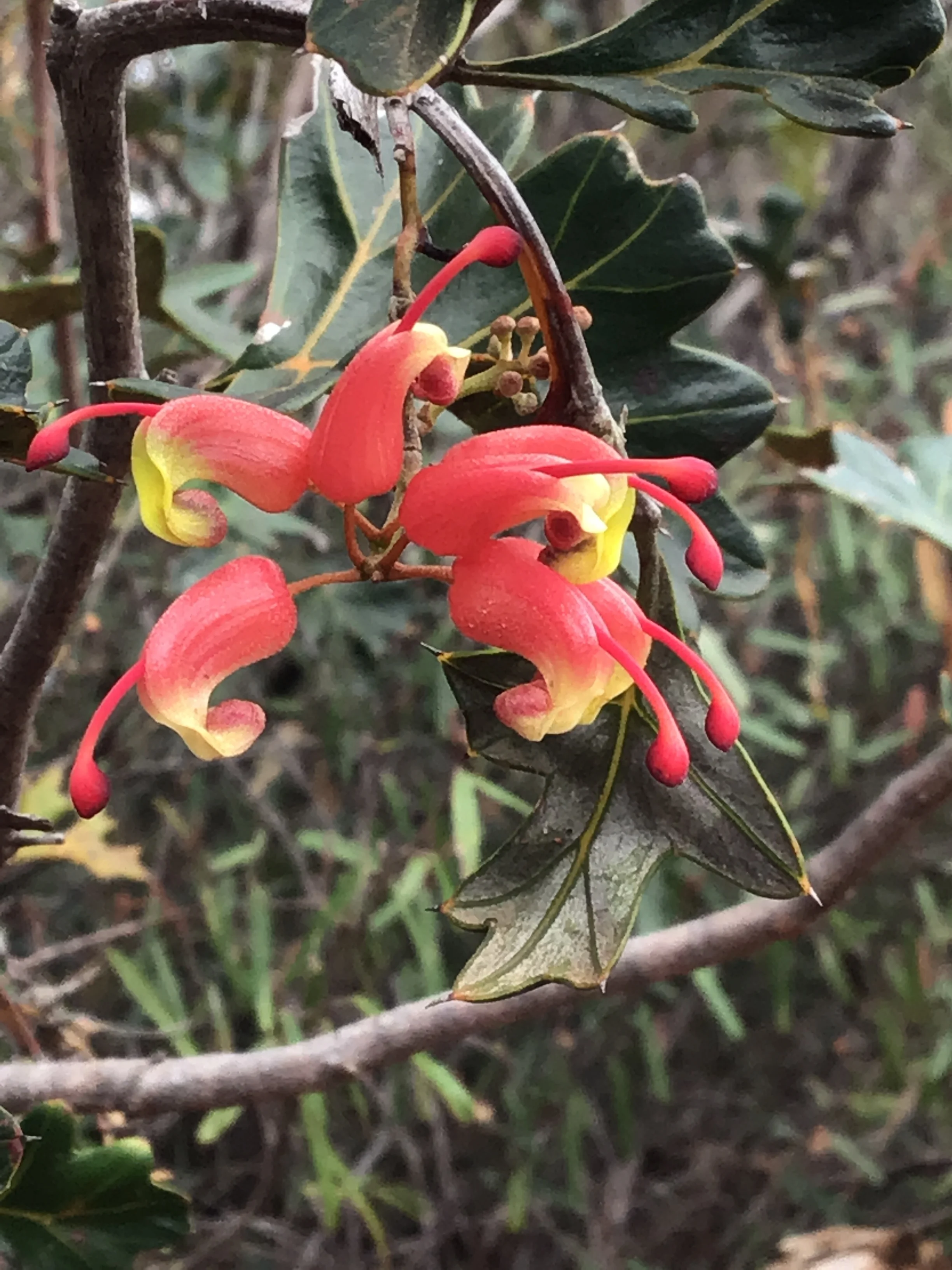 Wax Grevillea - Grevillea insignis.JPG