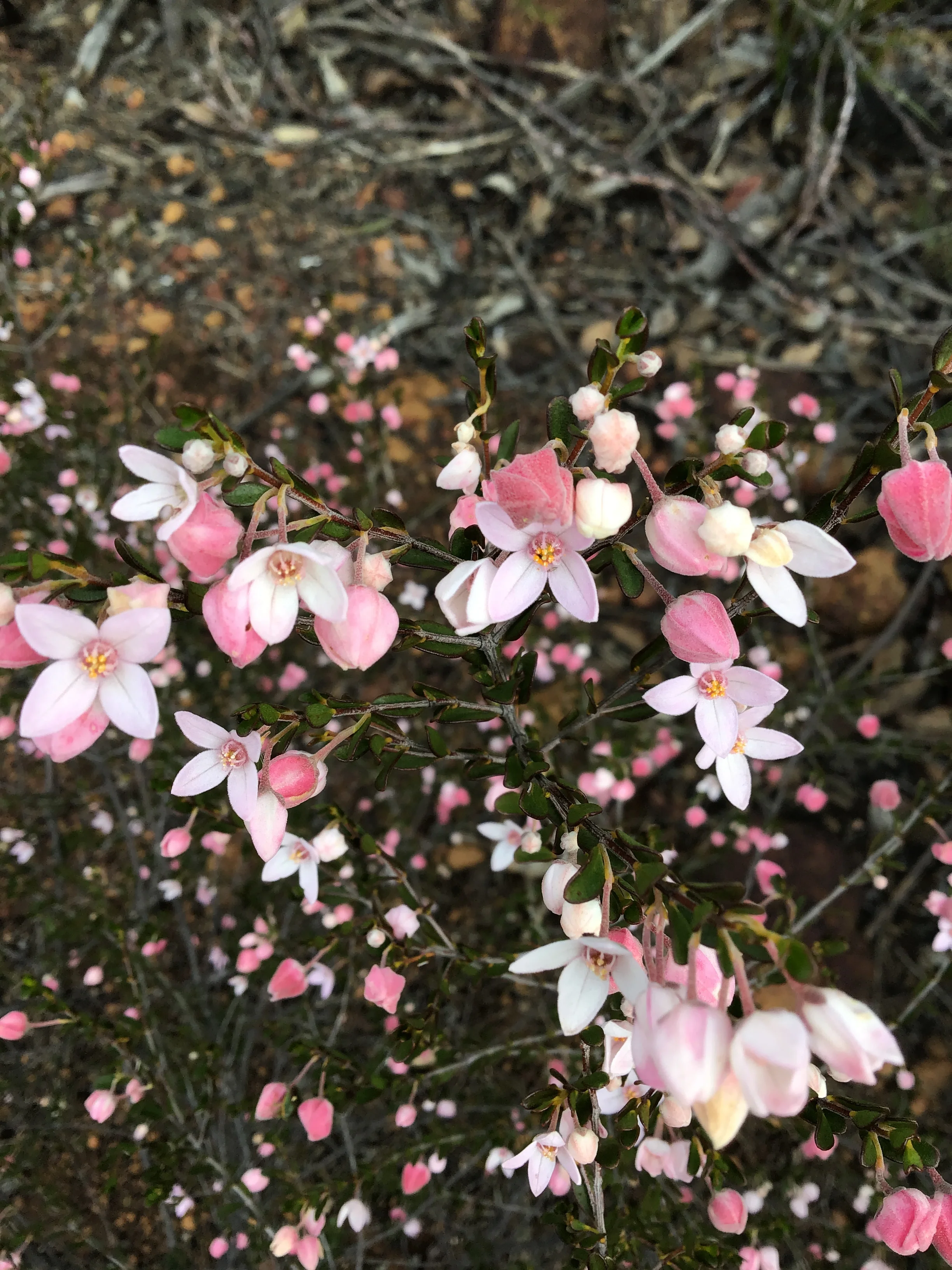Boronia - Ravensthorpe Ranges.JPG