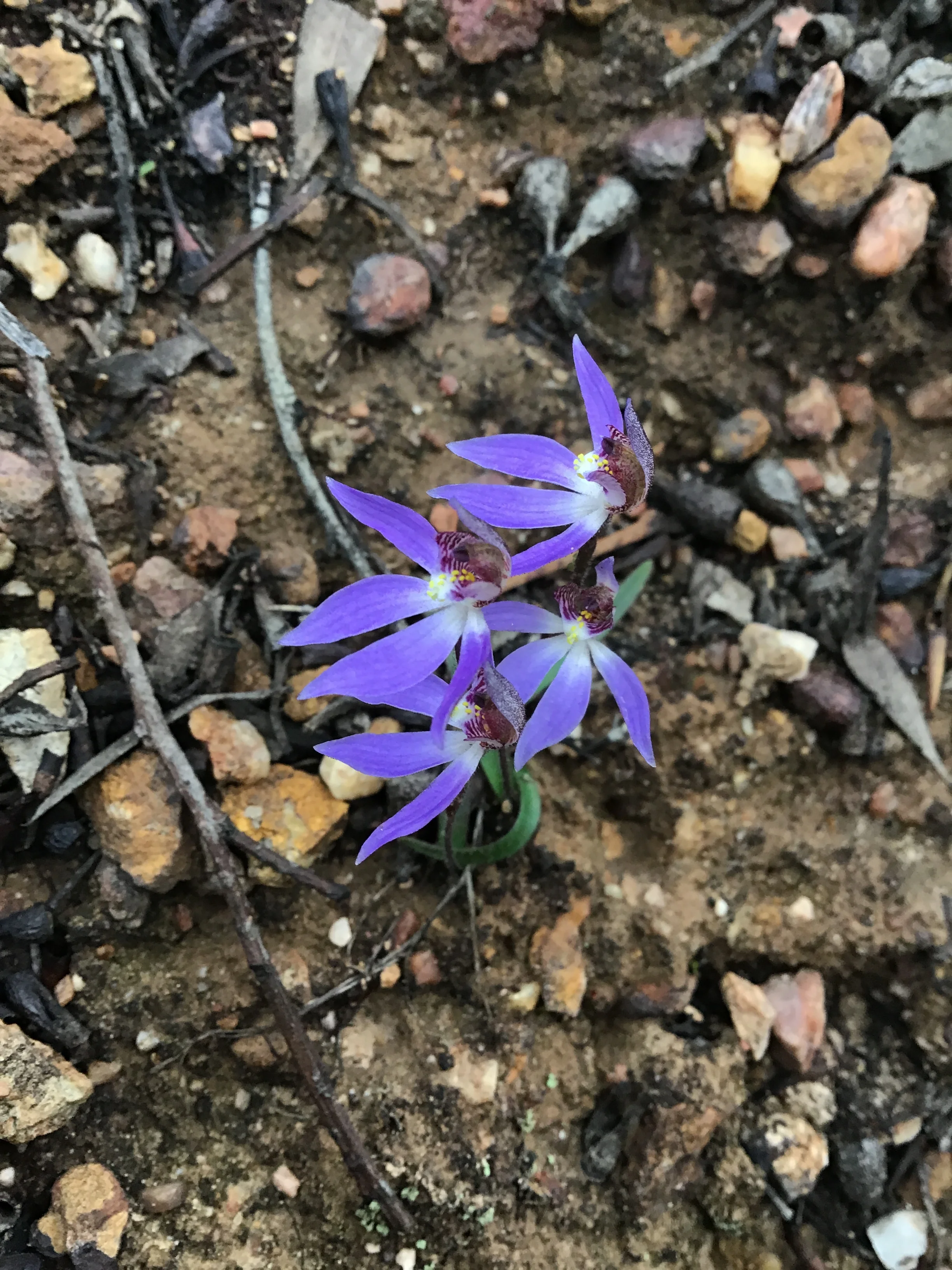 Western Tiny Blue Orchids.JPG