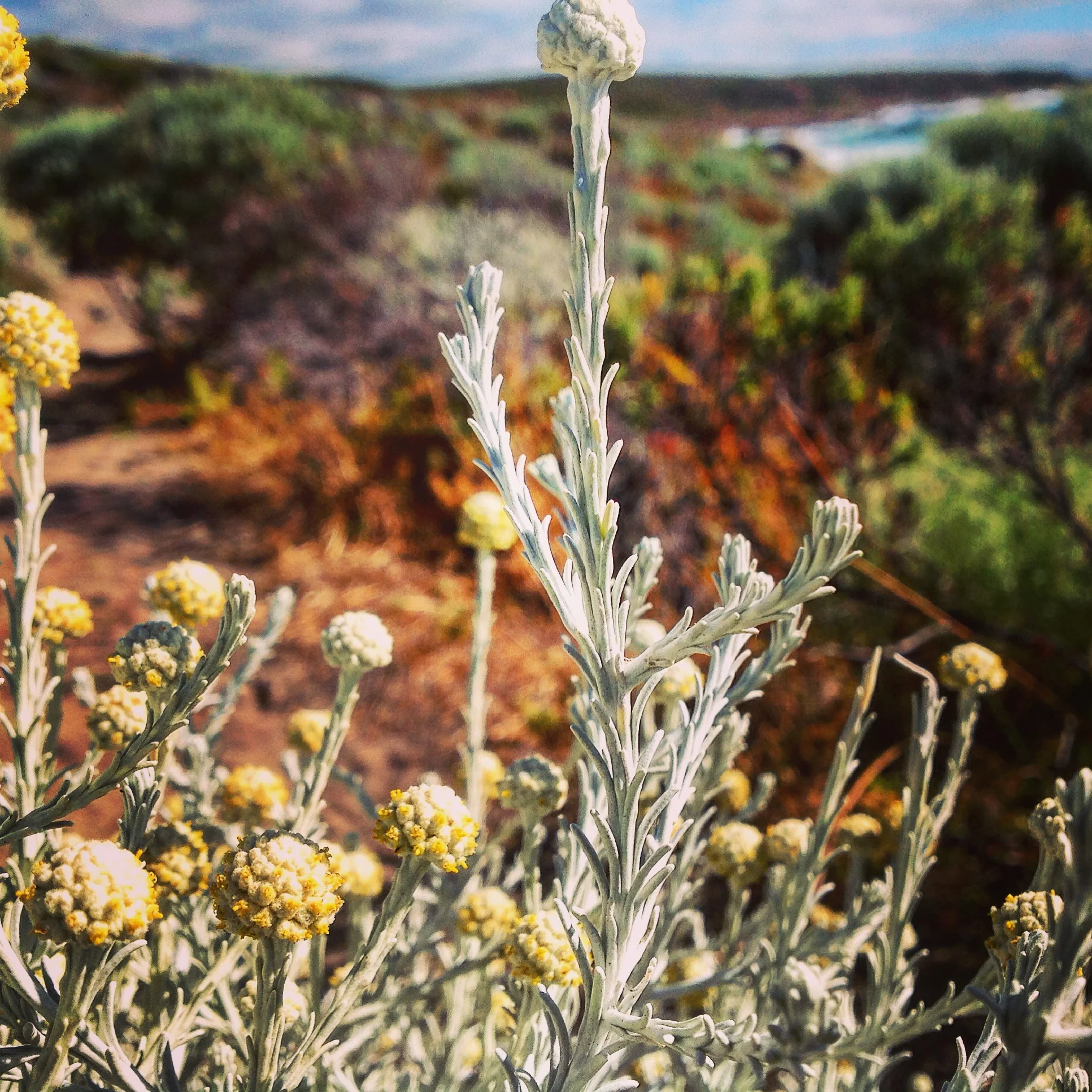 Cape to Cape coastal walk.jpg
