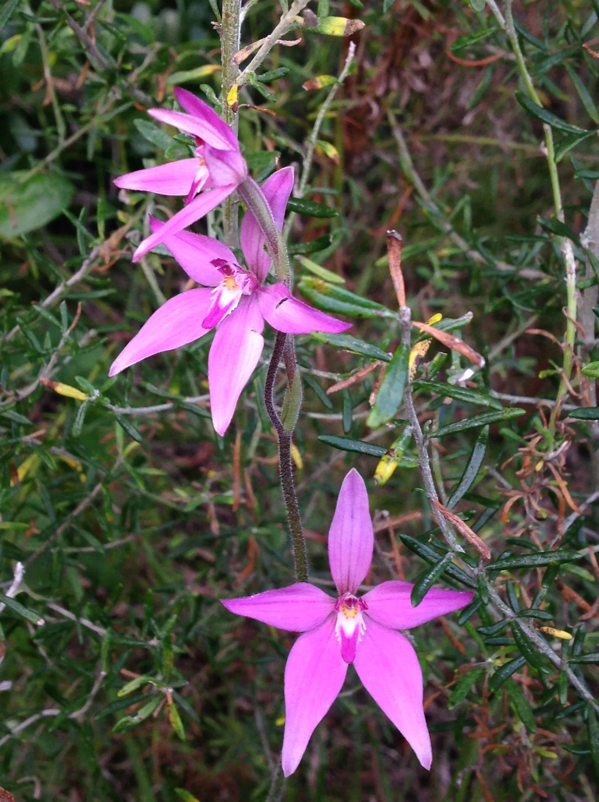 fairy orchids.jpg
