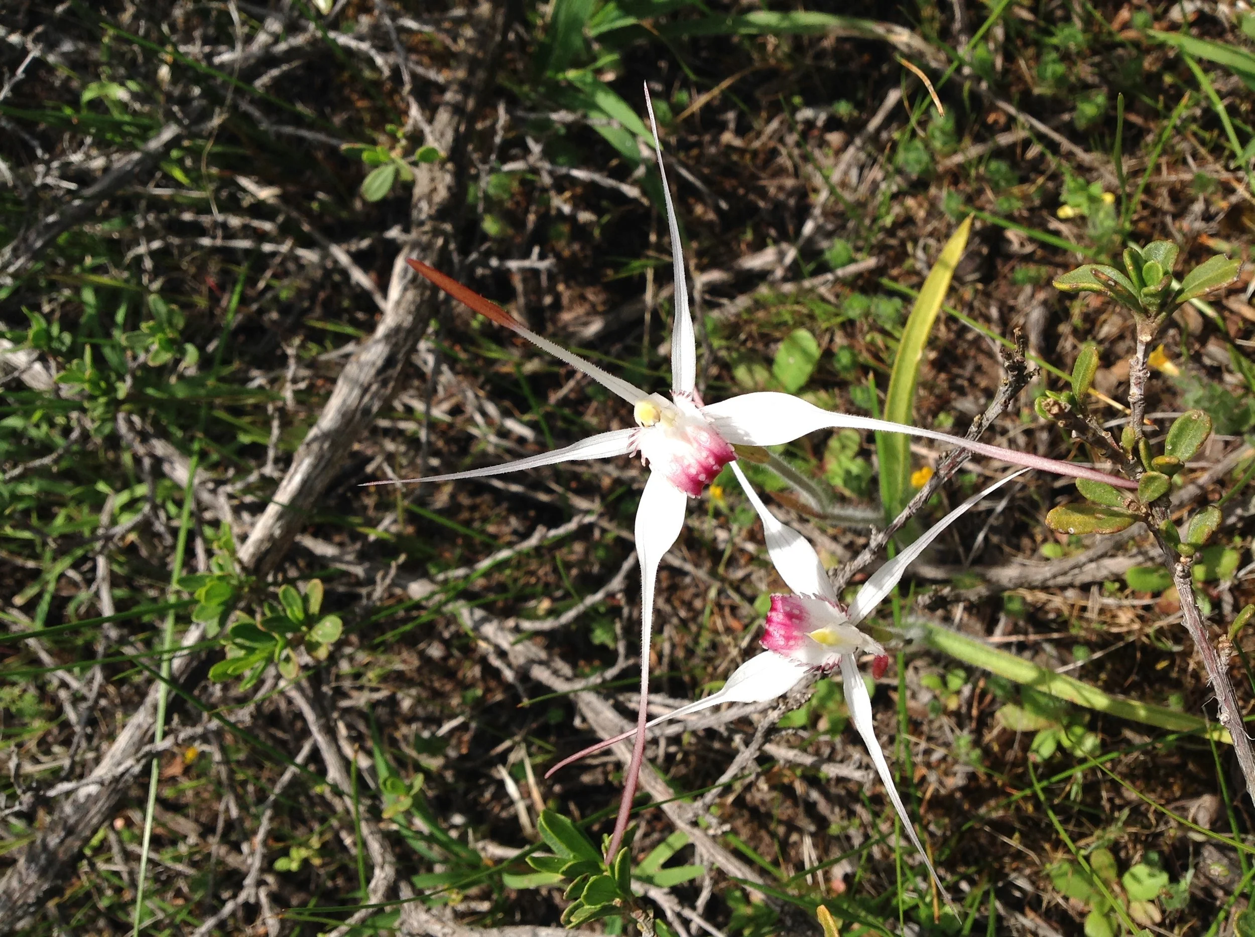 spider orchids.jpg