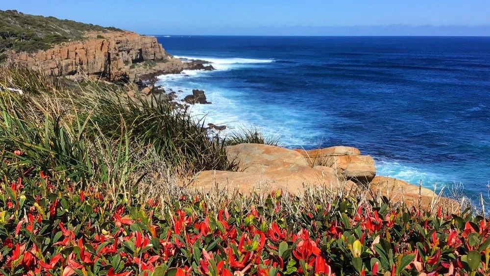 HITTING THE WILDFLOWER HOTSPOT IN AUSTRALIA'S SOUTHWEST