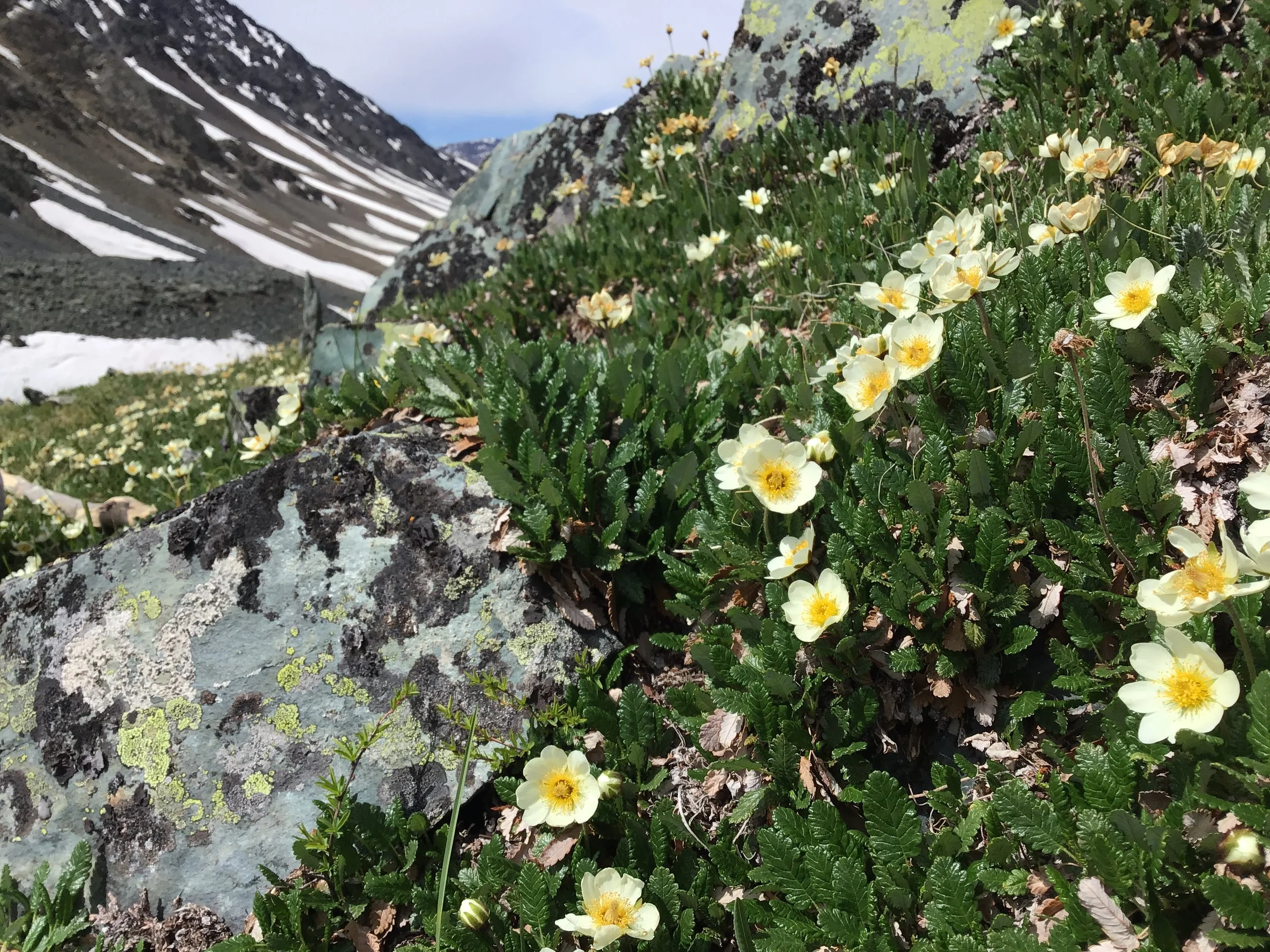 Wildflowers in Mongolia