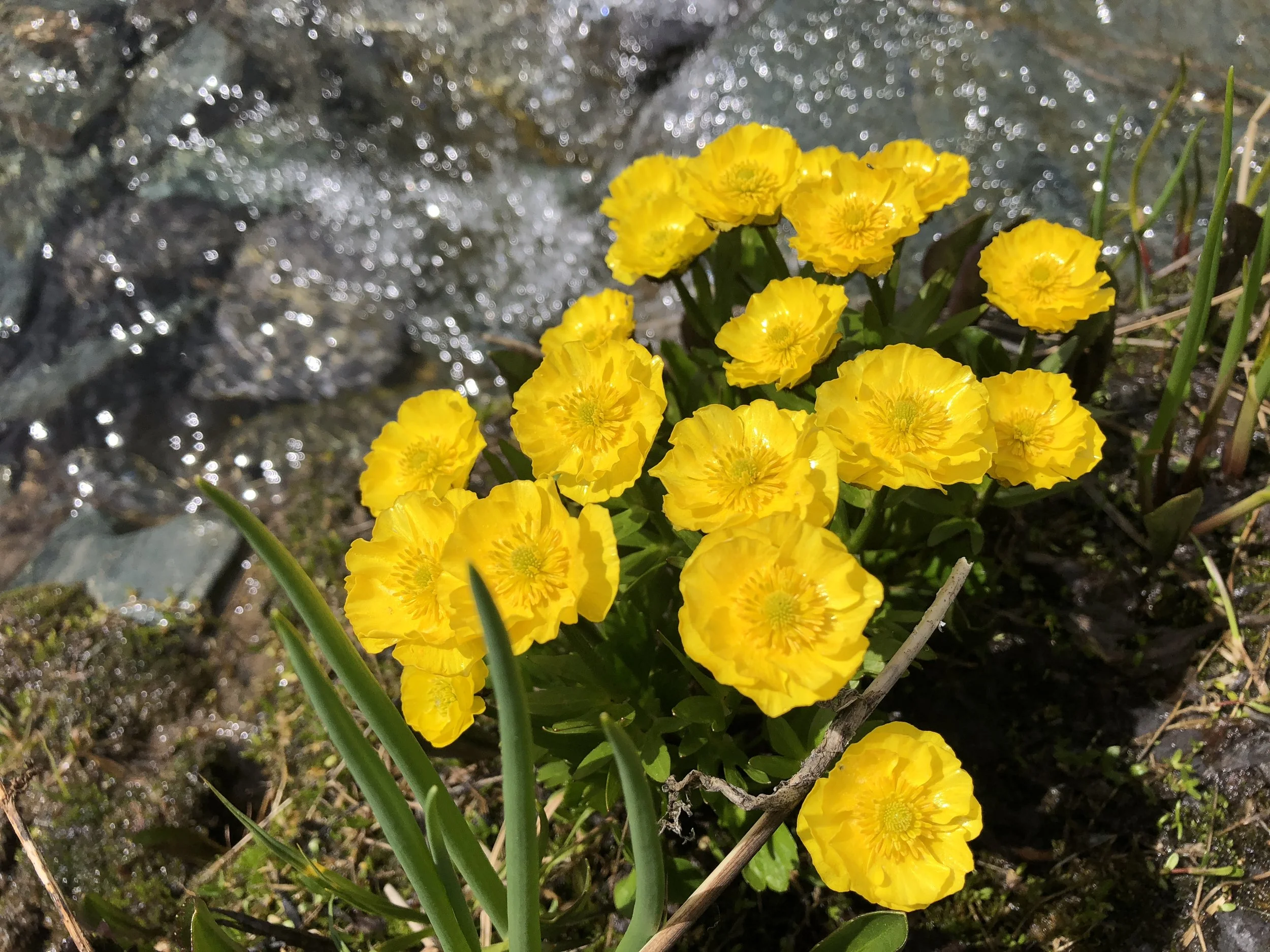 Wildflowers in Mongolia