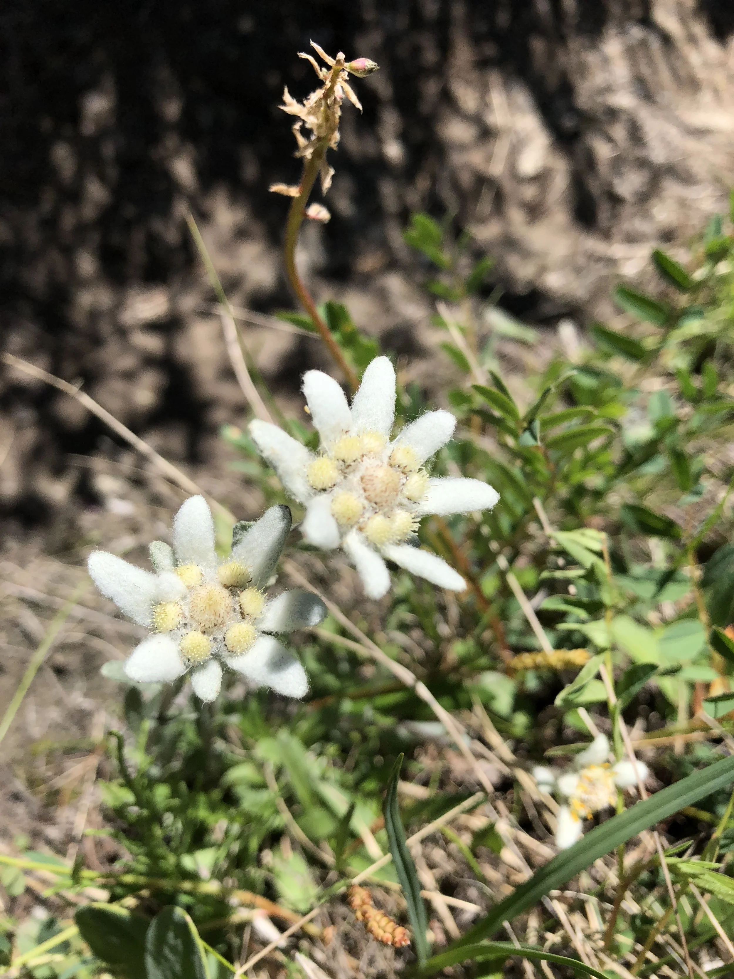 Wildflowers in Mongolia