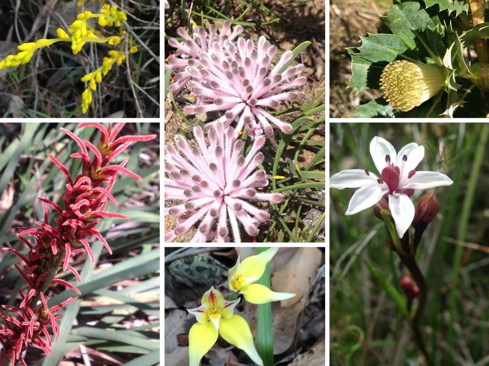 Wildflowers+on+the+Cape+to+Cape+in+Margaret+River+Edgewalkers+Retreat.jpg
