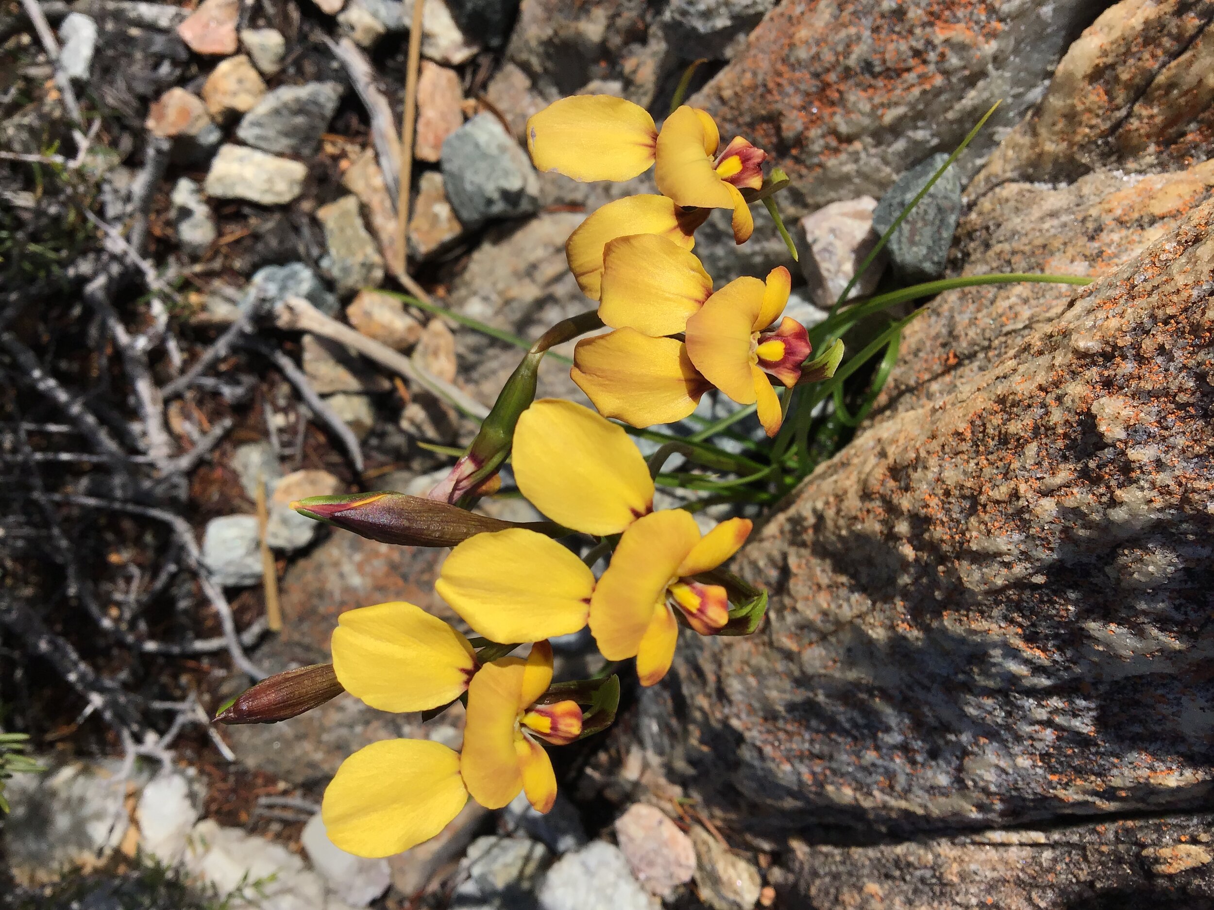 Donkey Orchid Diuris longifolia 