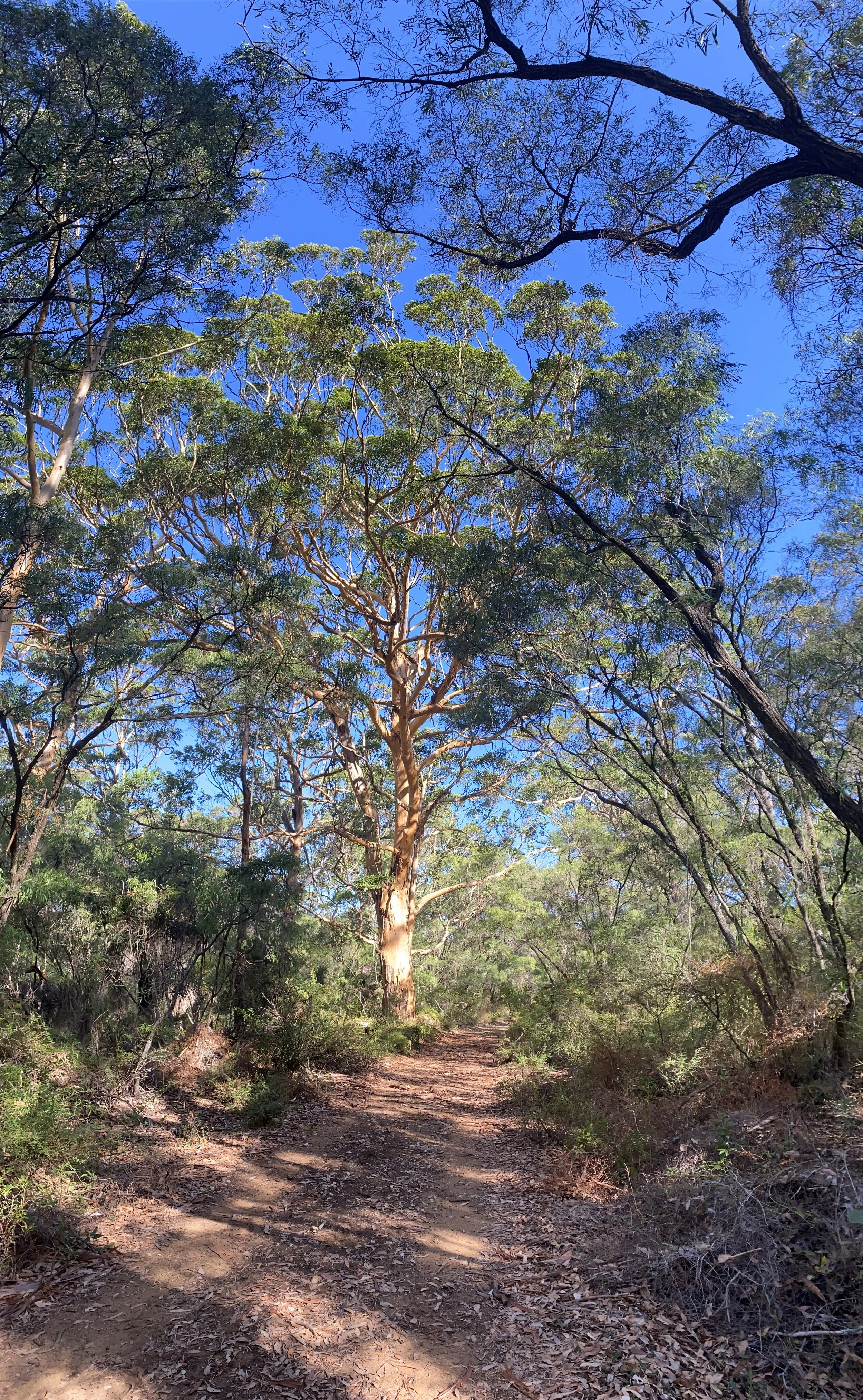 BIOPHILIA  –   does spending time in nature really help? 