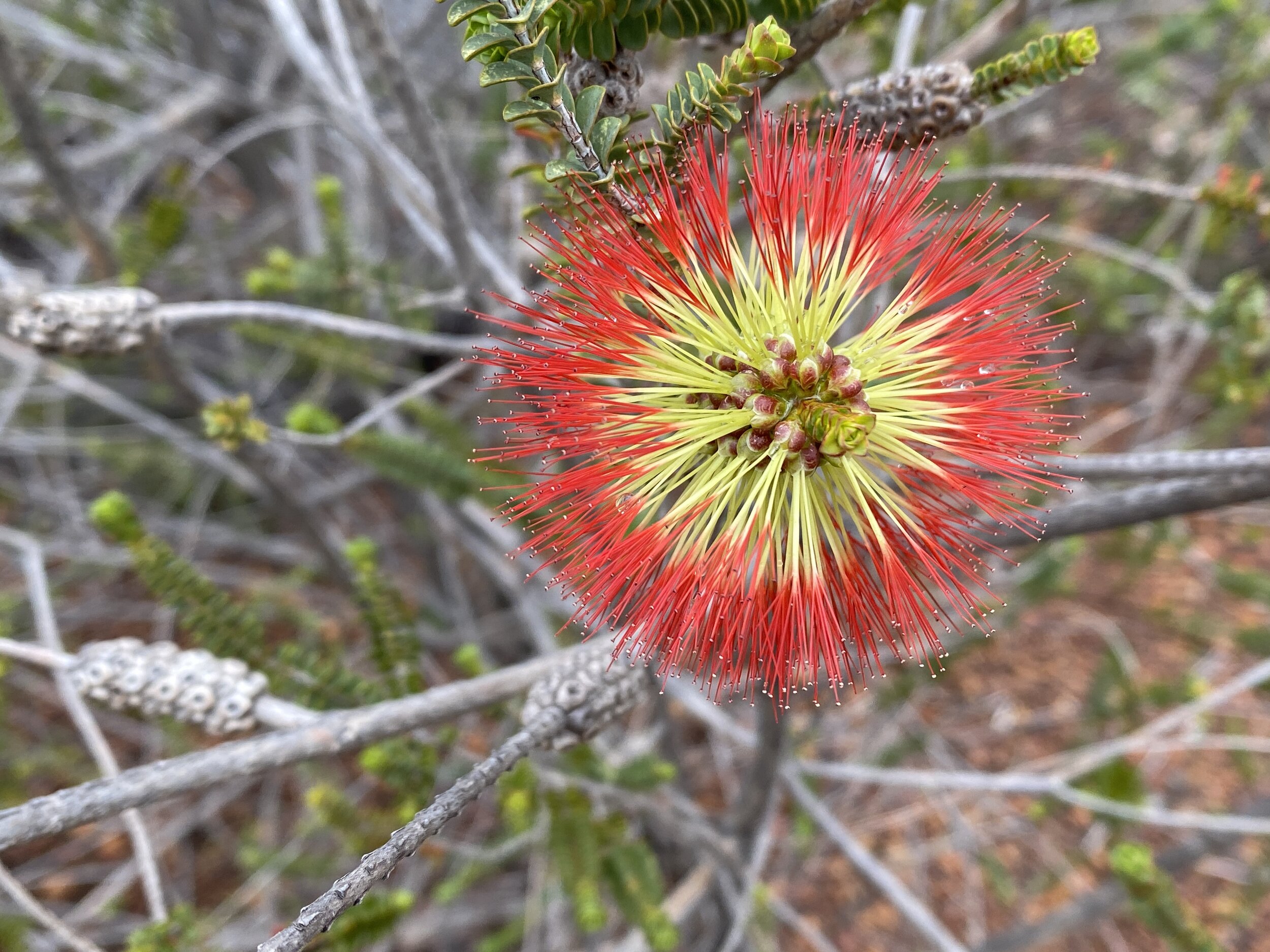 WALKING WITH WILDFLOWERS - FITZGERALD BIOSPHERE 2