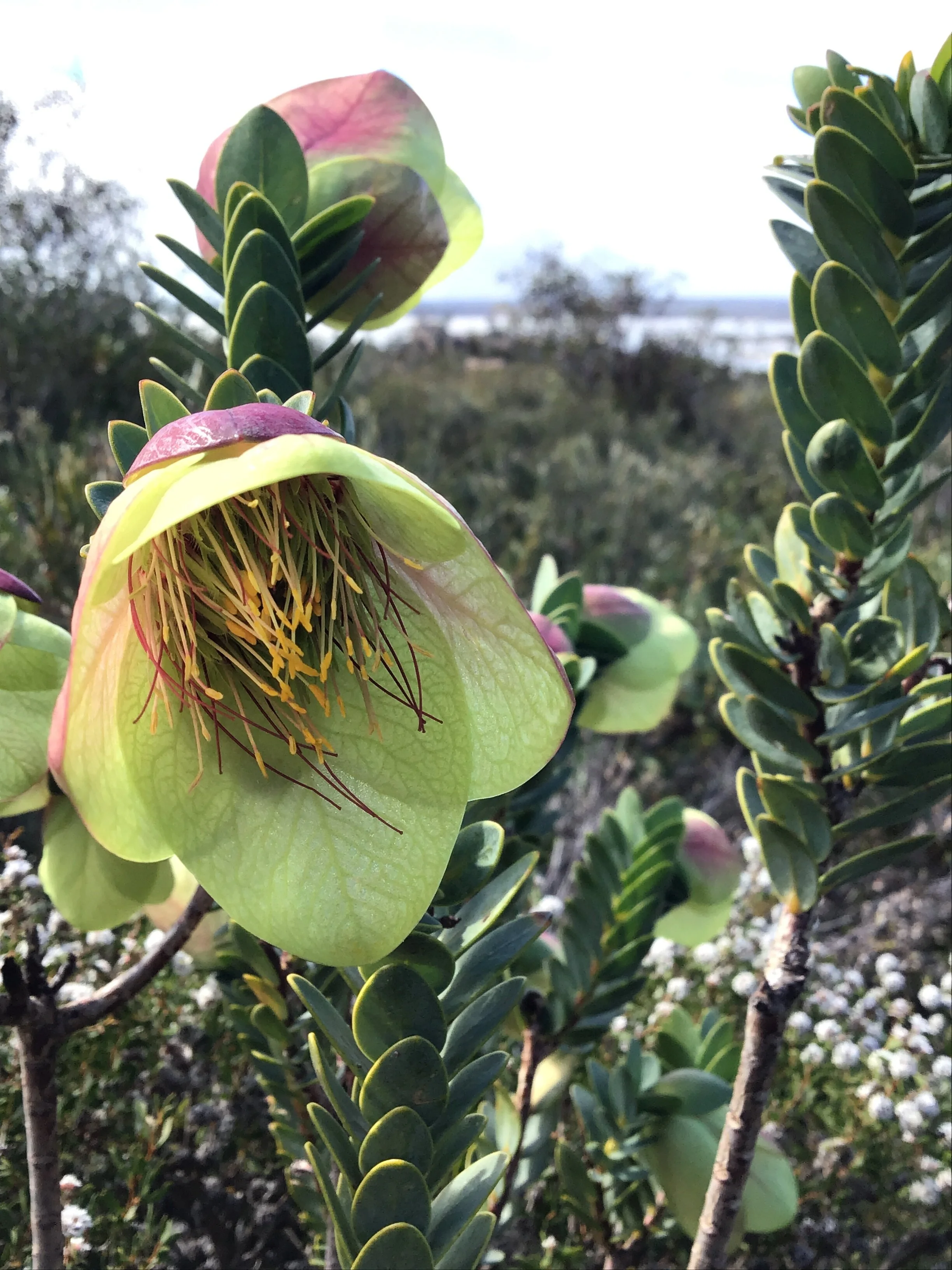 WALKING WITH WILDFLOWERS  - Fitzgerald Biosphere 2021