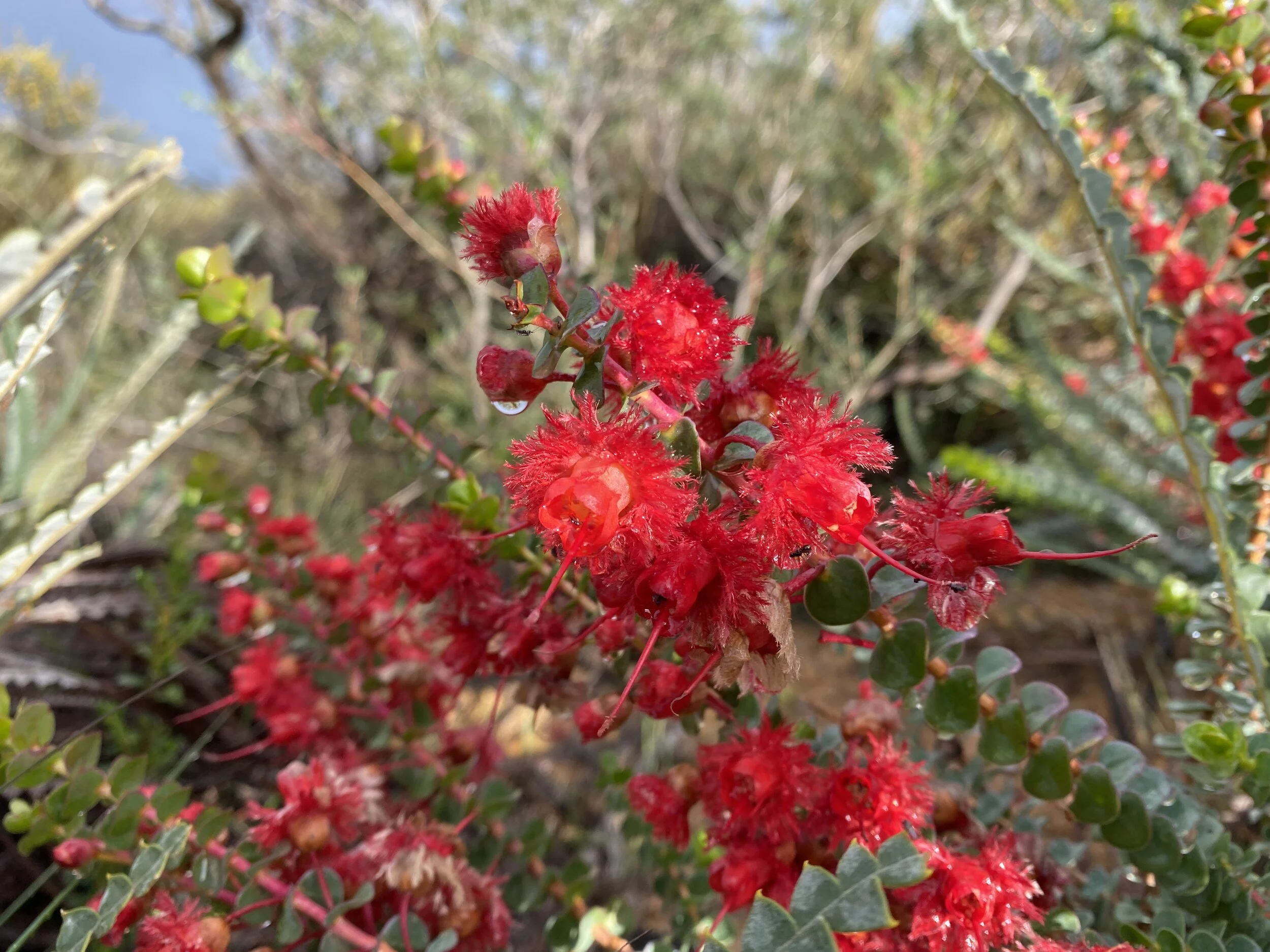 Wildflowers of Western Australia - Lesueur National Park 