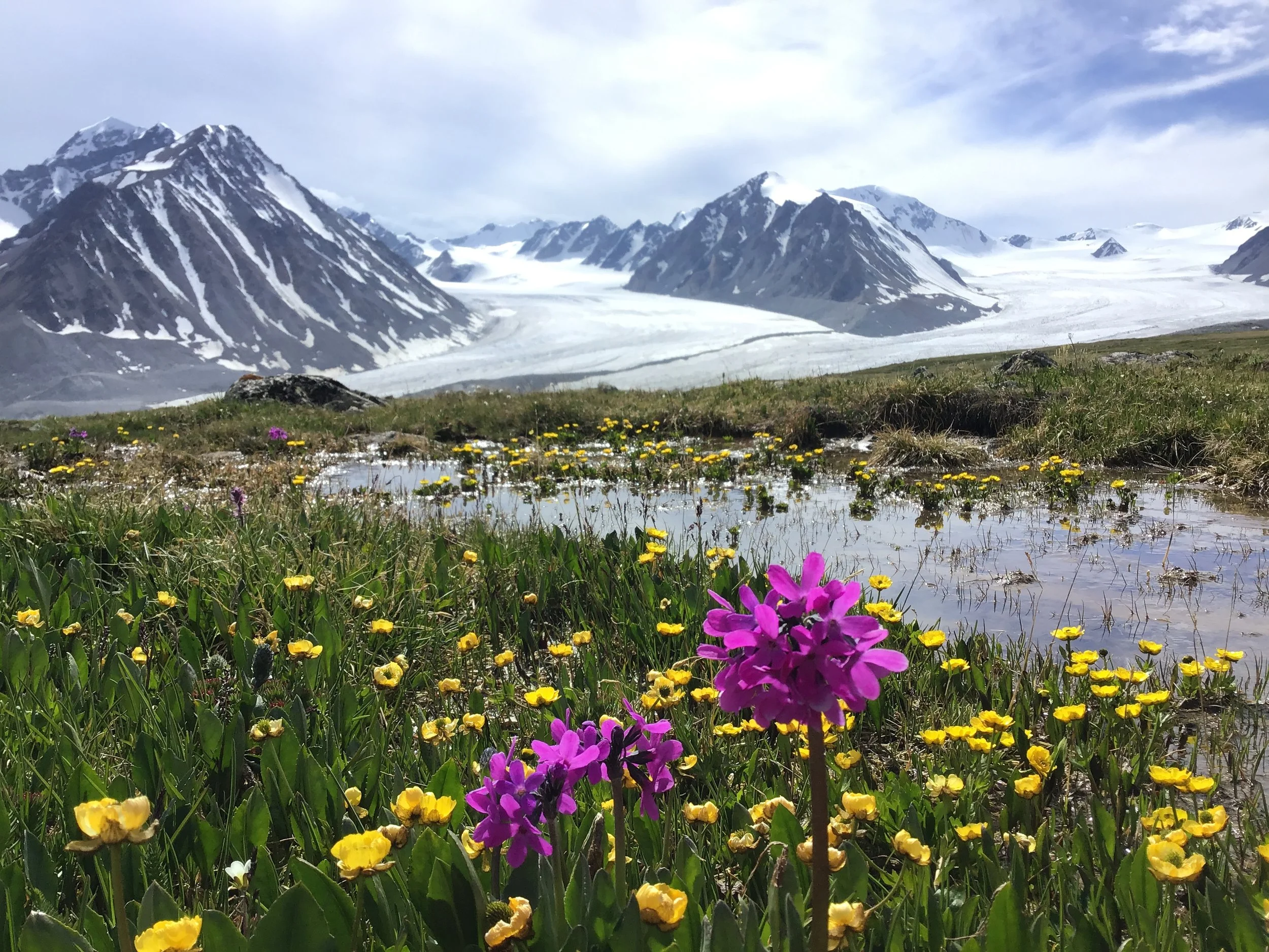 Mongolian Wildflowers ... through the Tavan Bogd National Park